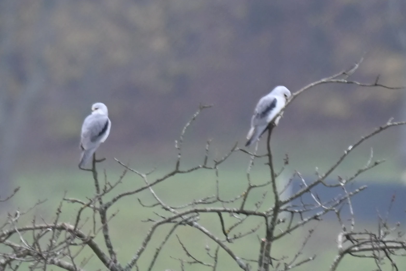 Zwei Gleitaare sitzen auf einer kahlen Baumkrone.
