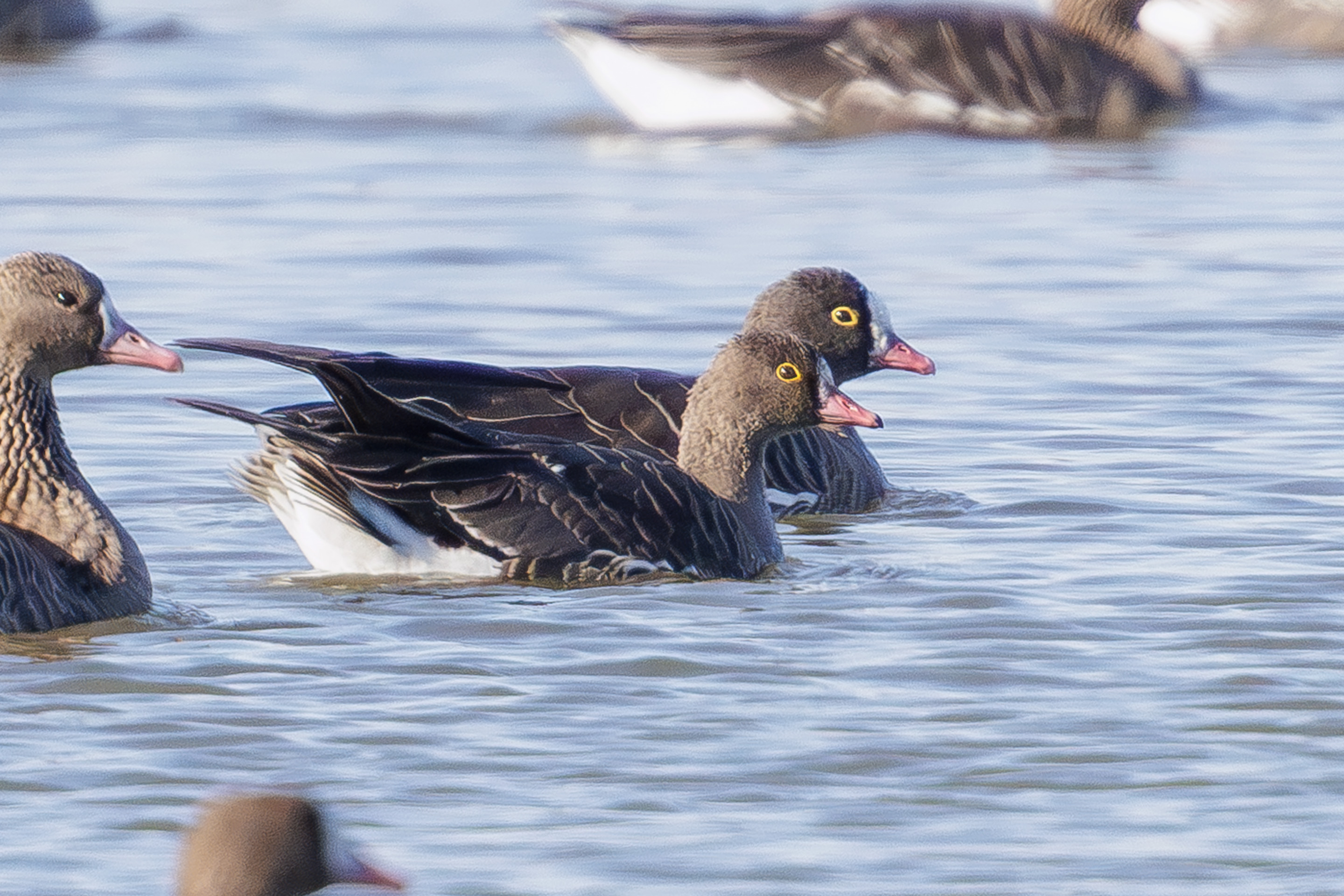 Zwei schwimmende Zwerggänse auf einem Gewässer in Österreich.