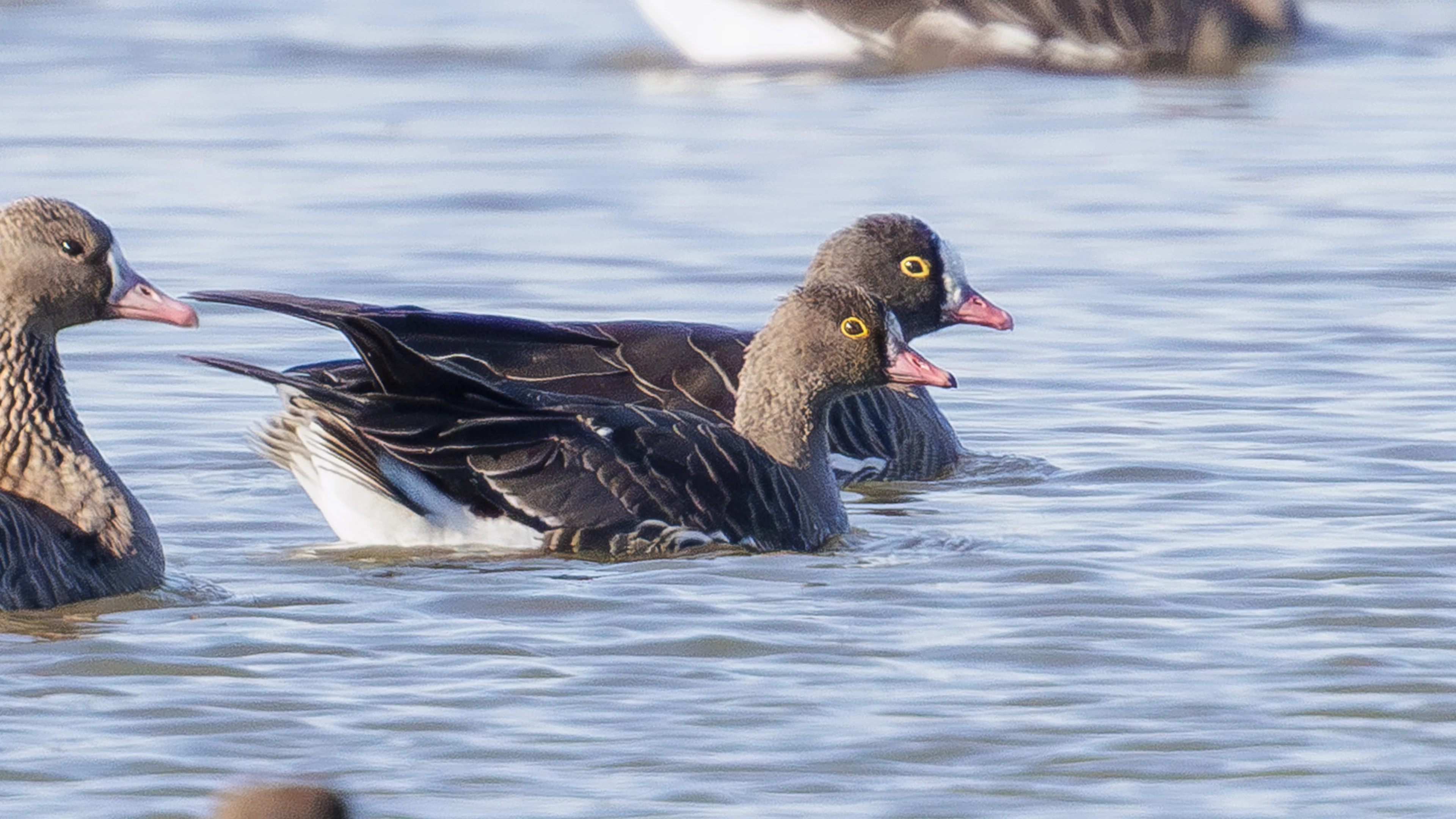 Zwei schwimmende Zwerggänse auf einem Gewässer in Österreich.
