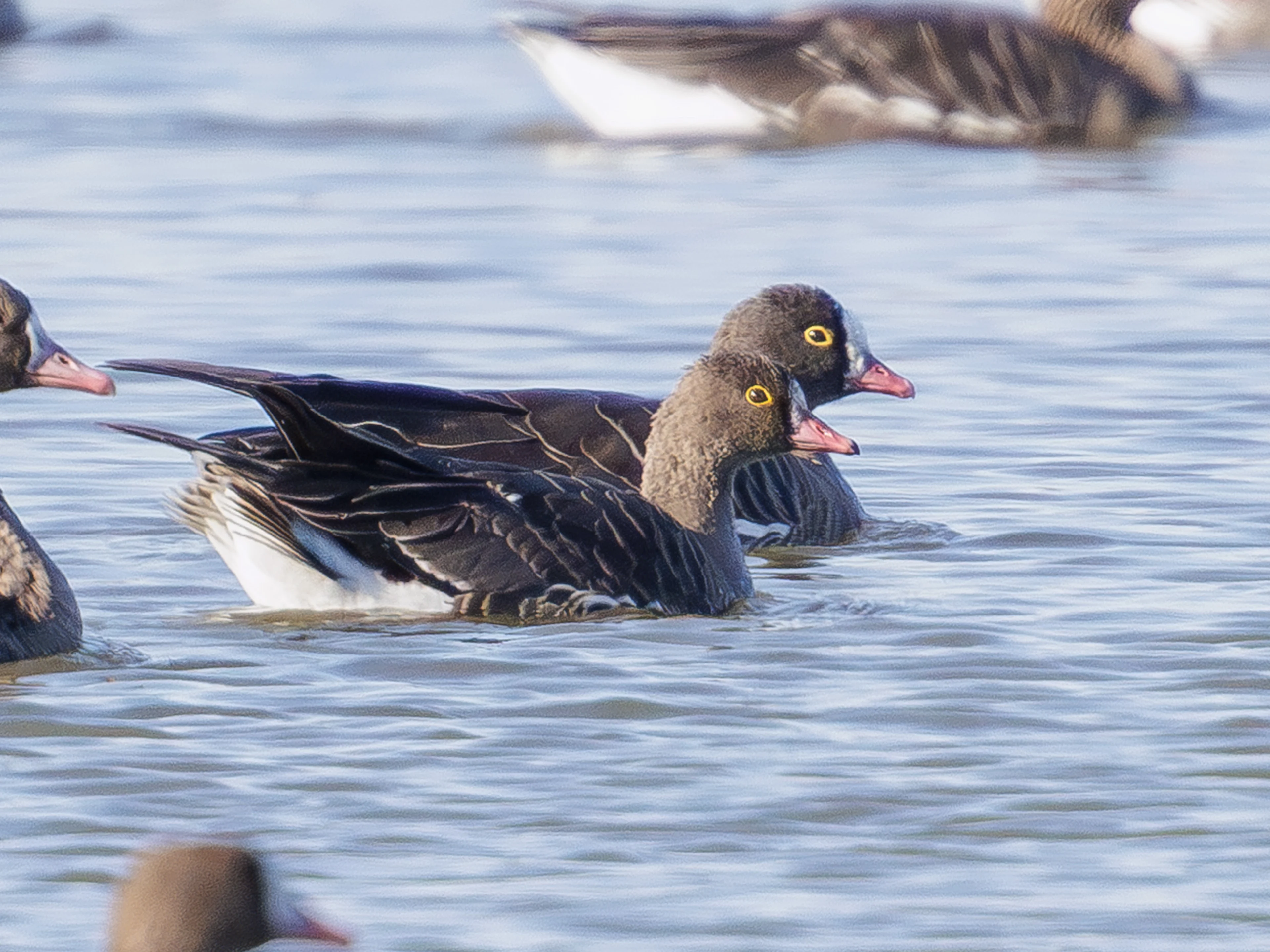 Zwei schwimmende Zwerggänse auf einem Gewässer in Österreich.