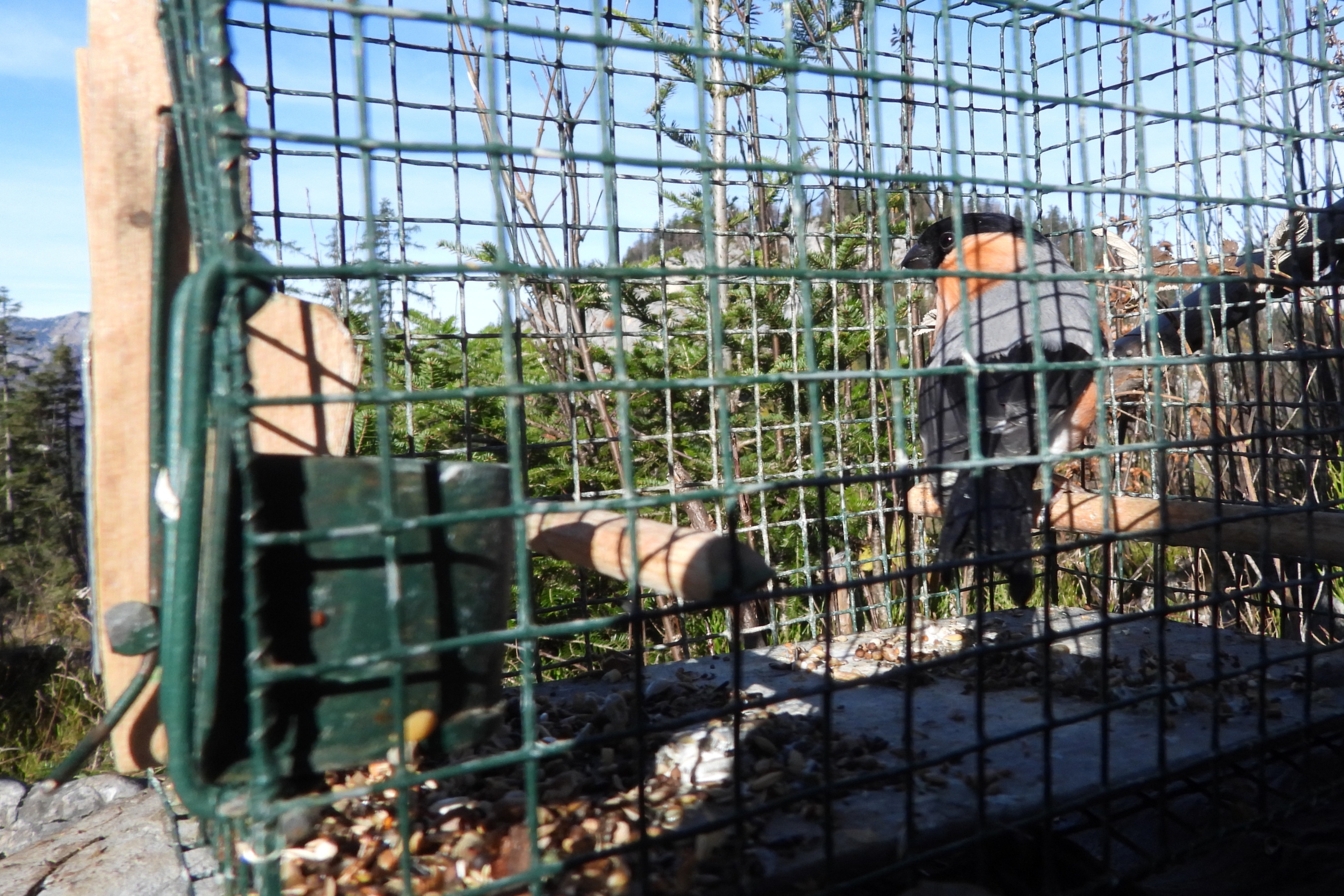 Ein Gimpel gefangen in einem Käfig im Salzkammergut.
