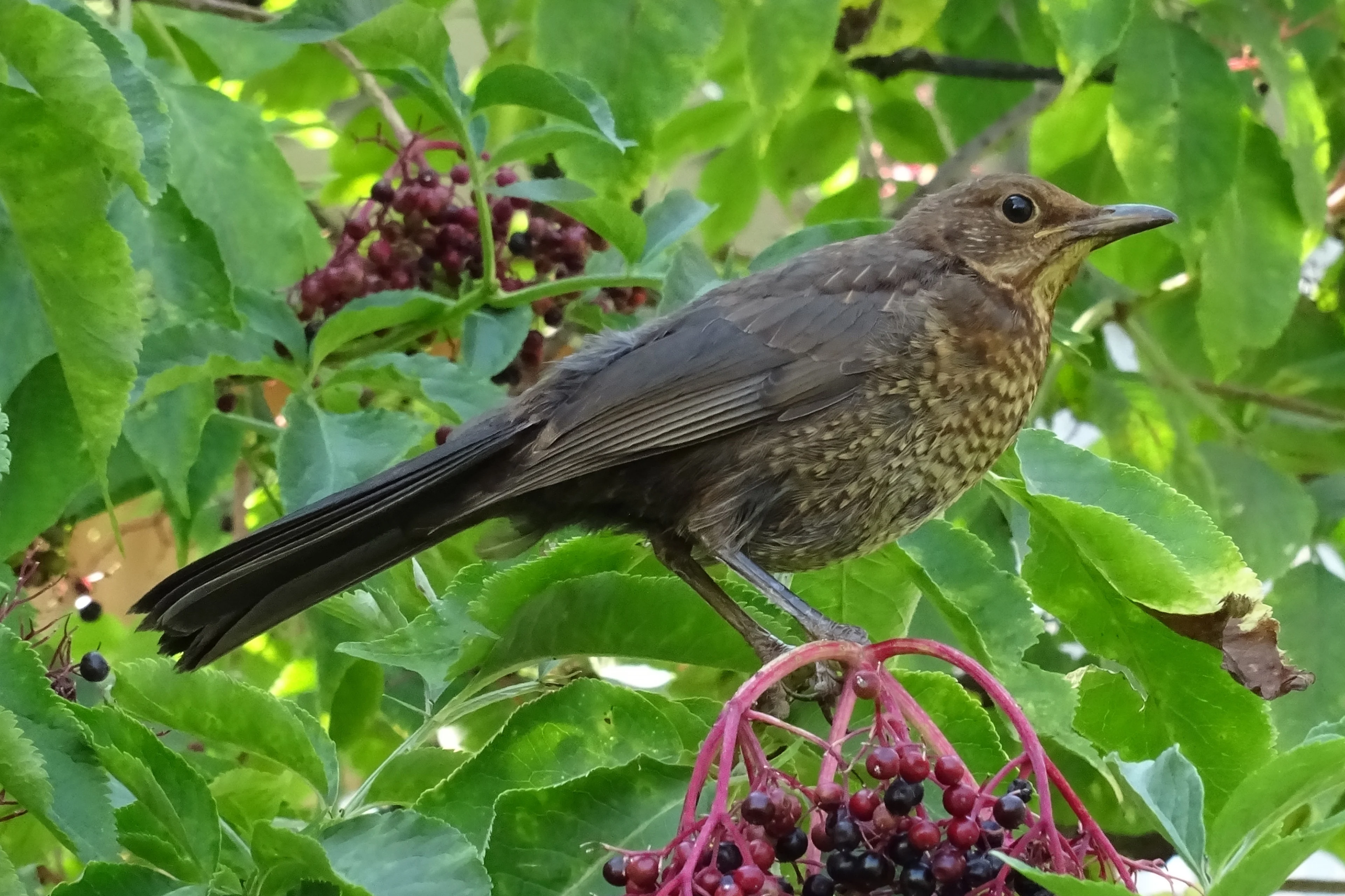 Auf diesem Bild sehen Sie eine Amsel in einem Holunderbusch.