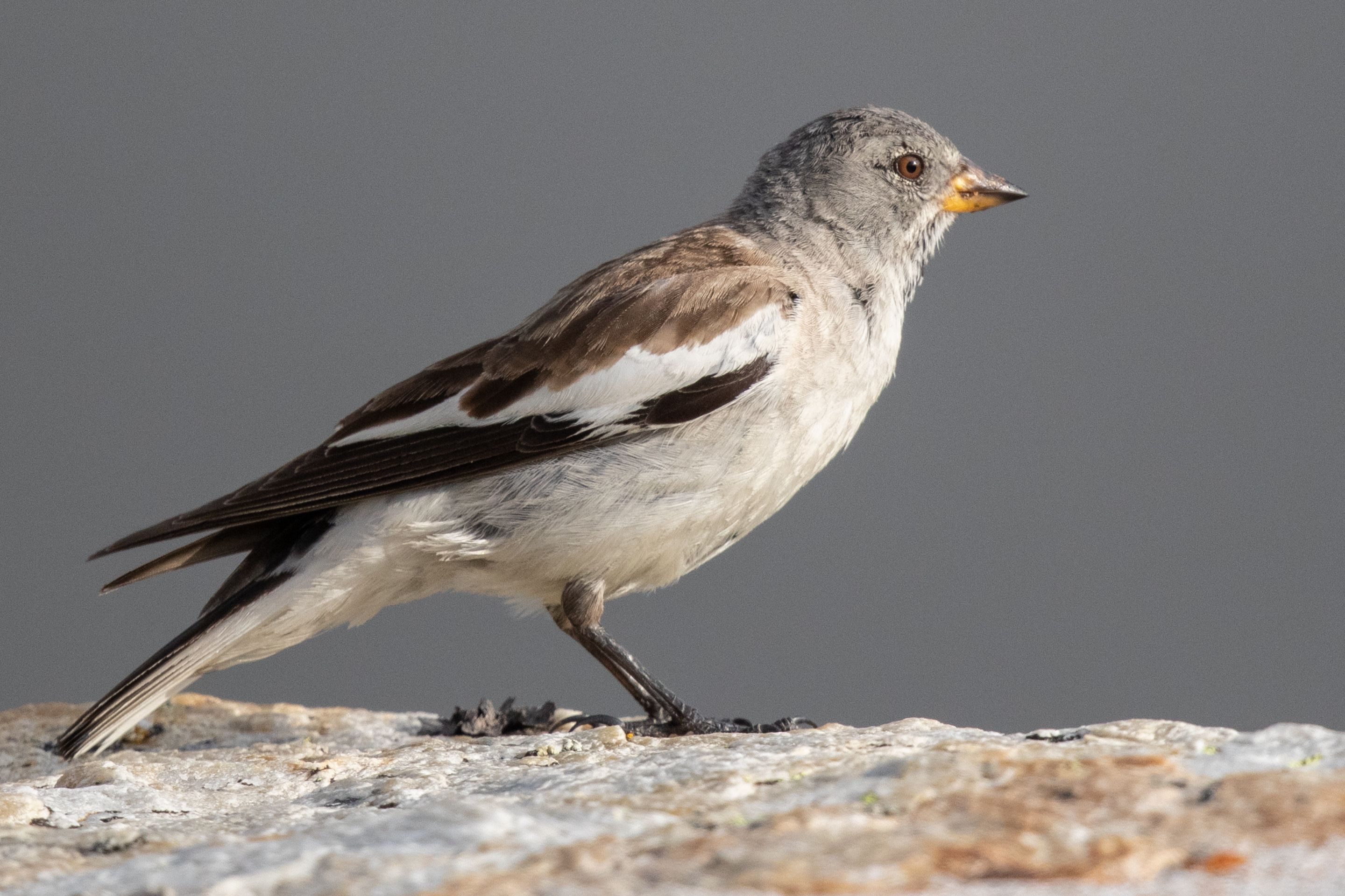 Ein Schneesperling sitzt auf einer Mauer.