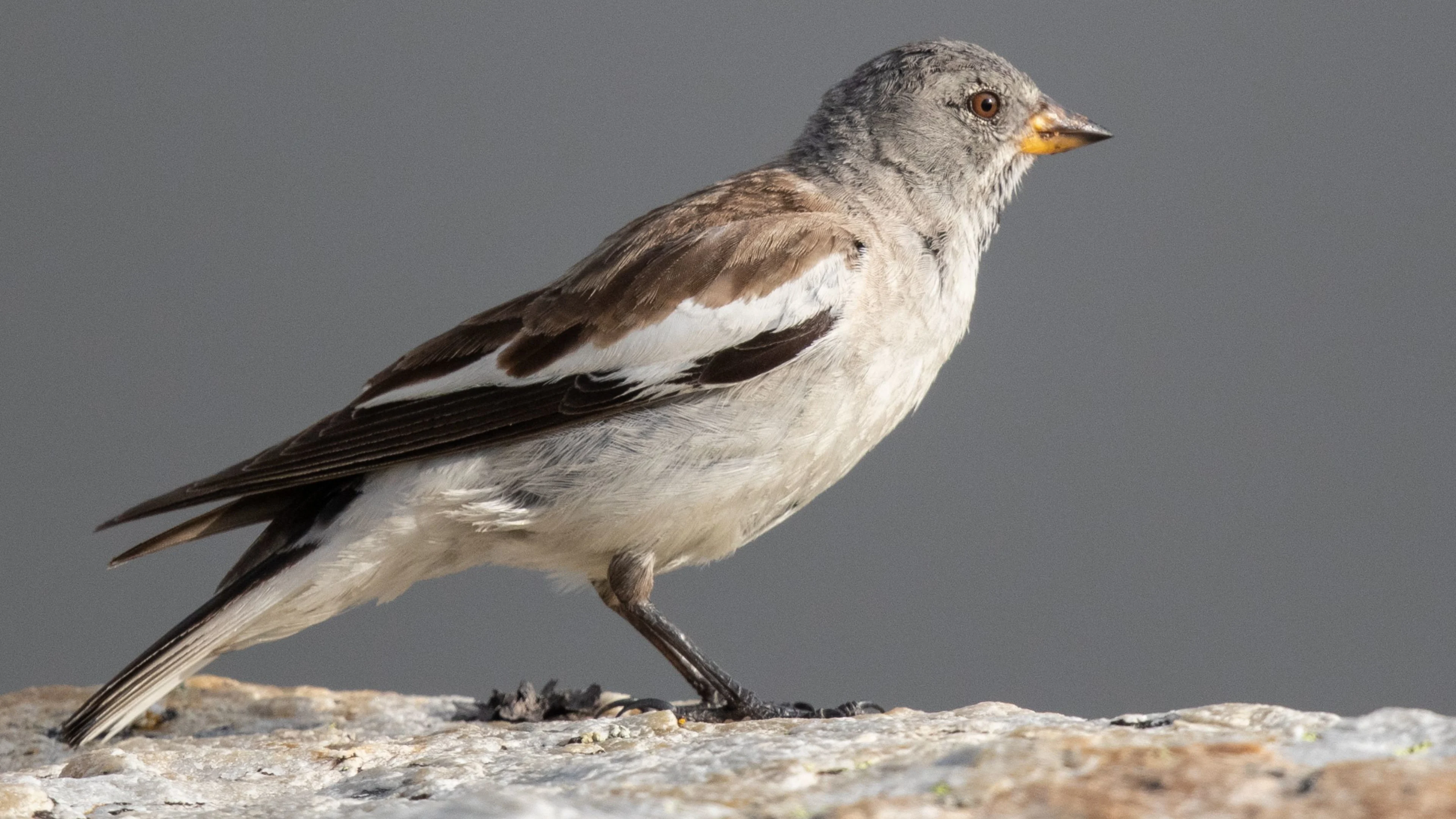 Ein Schneesperling sitzt auf einer Mauer.