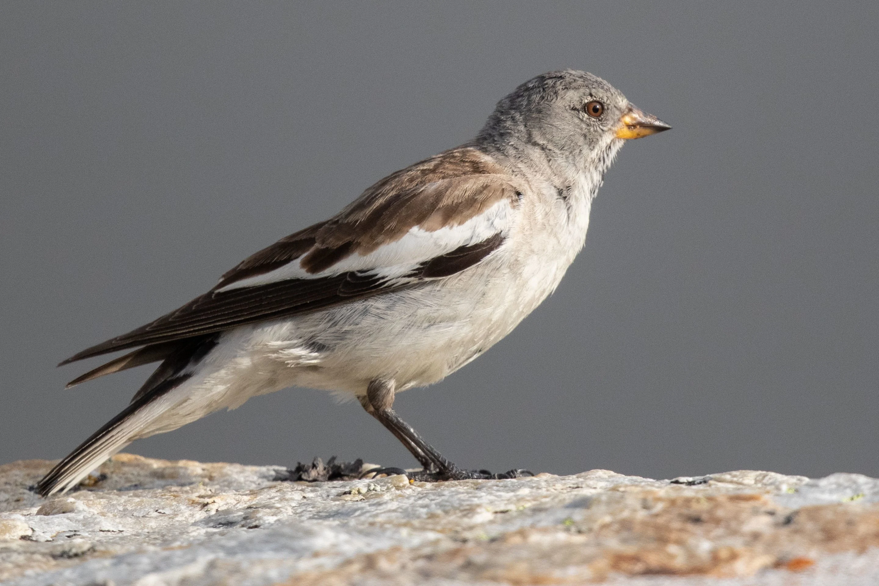 Ein Schneesperling sitzt auf einer Mauer.