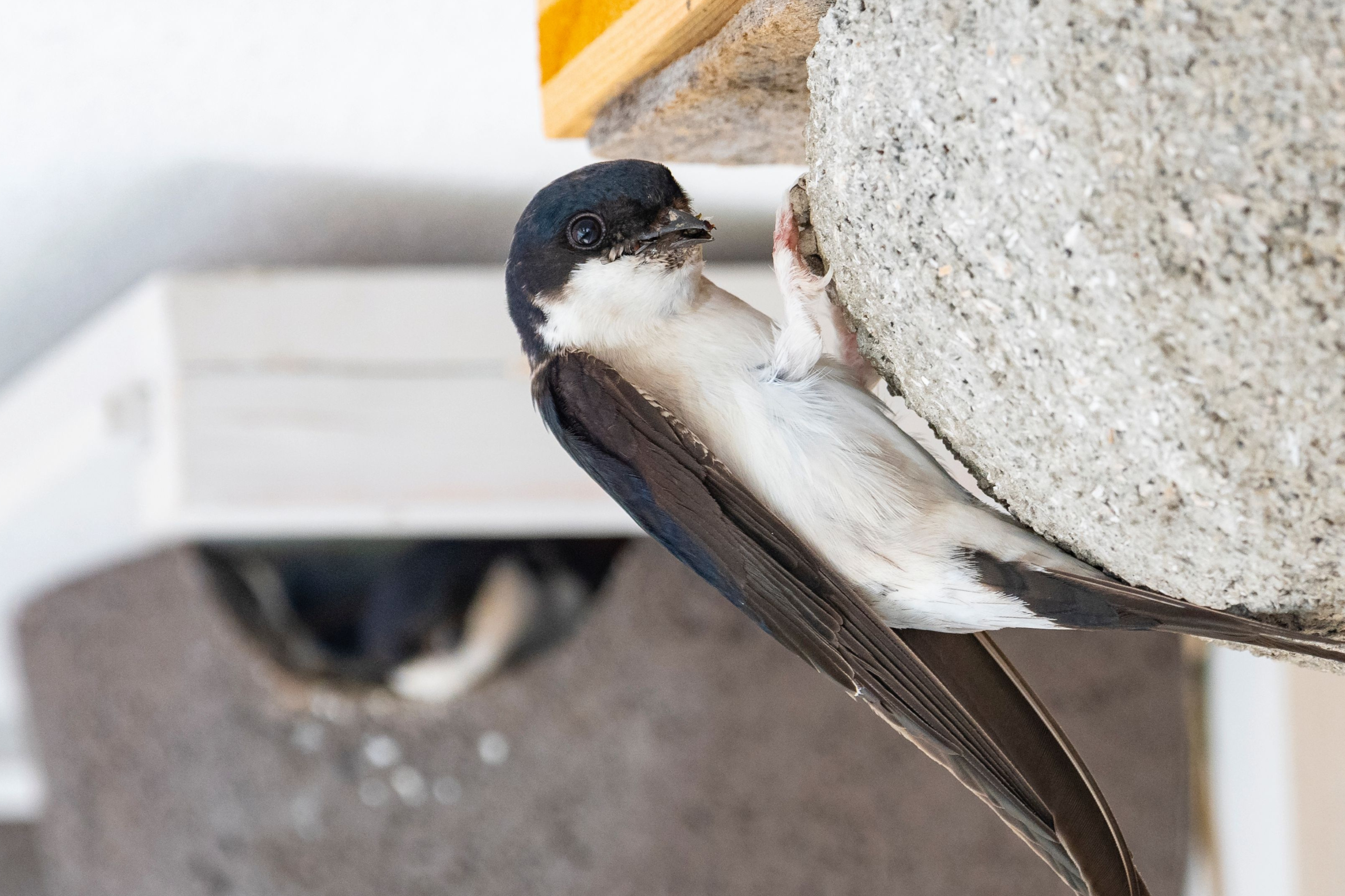 Mehlschwalbe sitzt am Nest.
