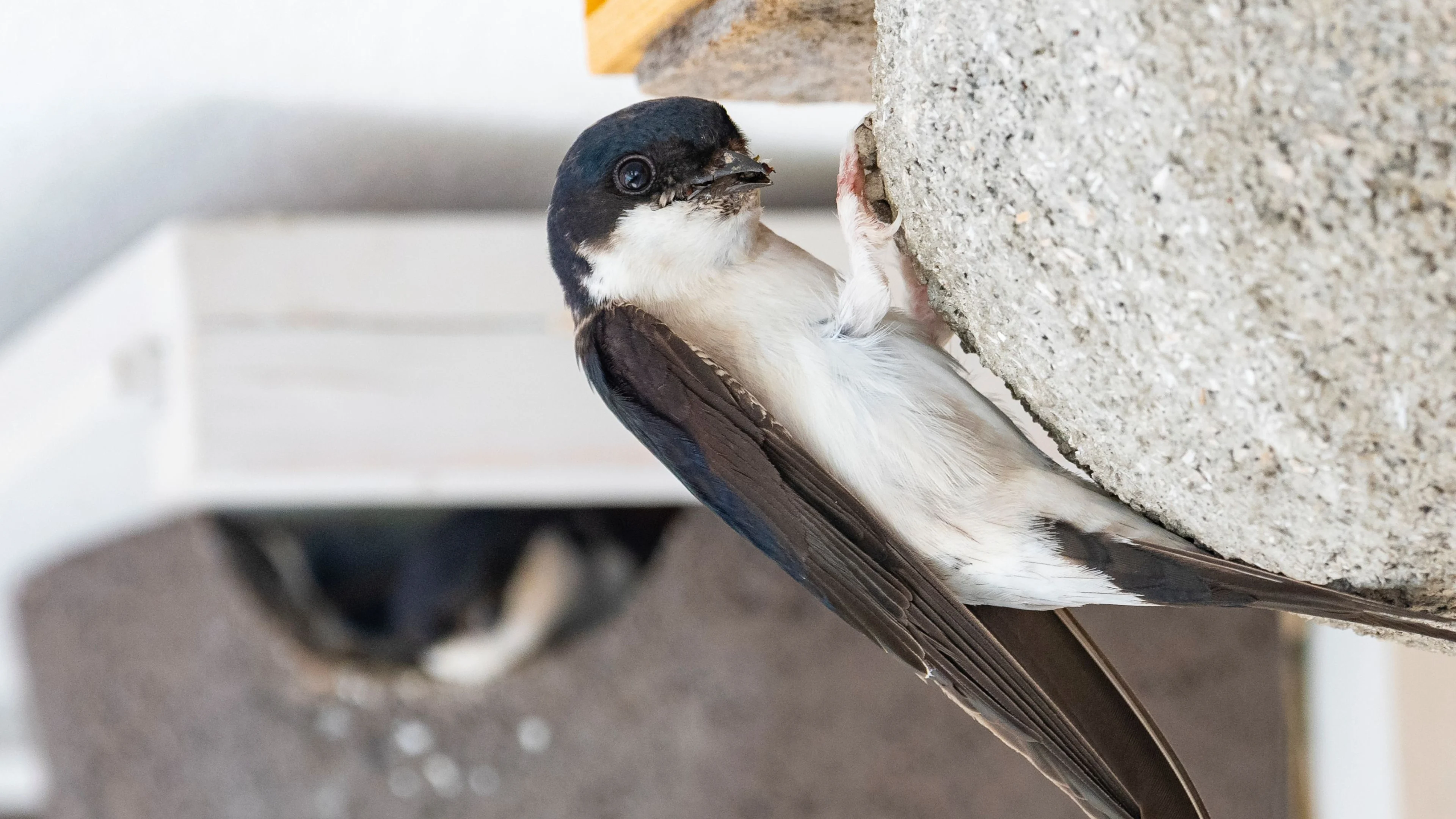 Mehlschwalbe sitzt am Nest.