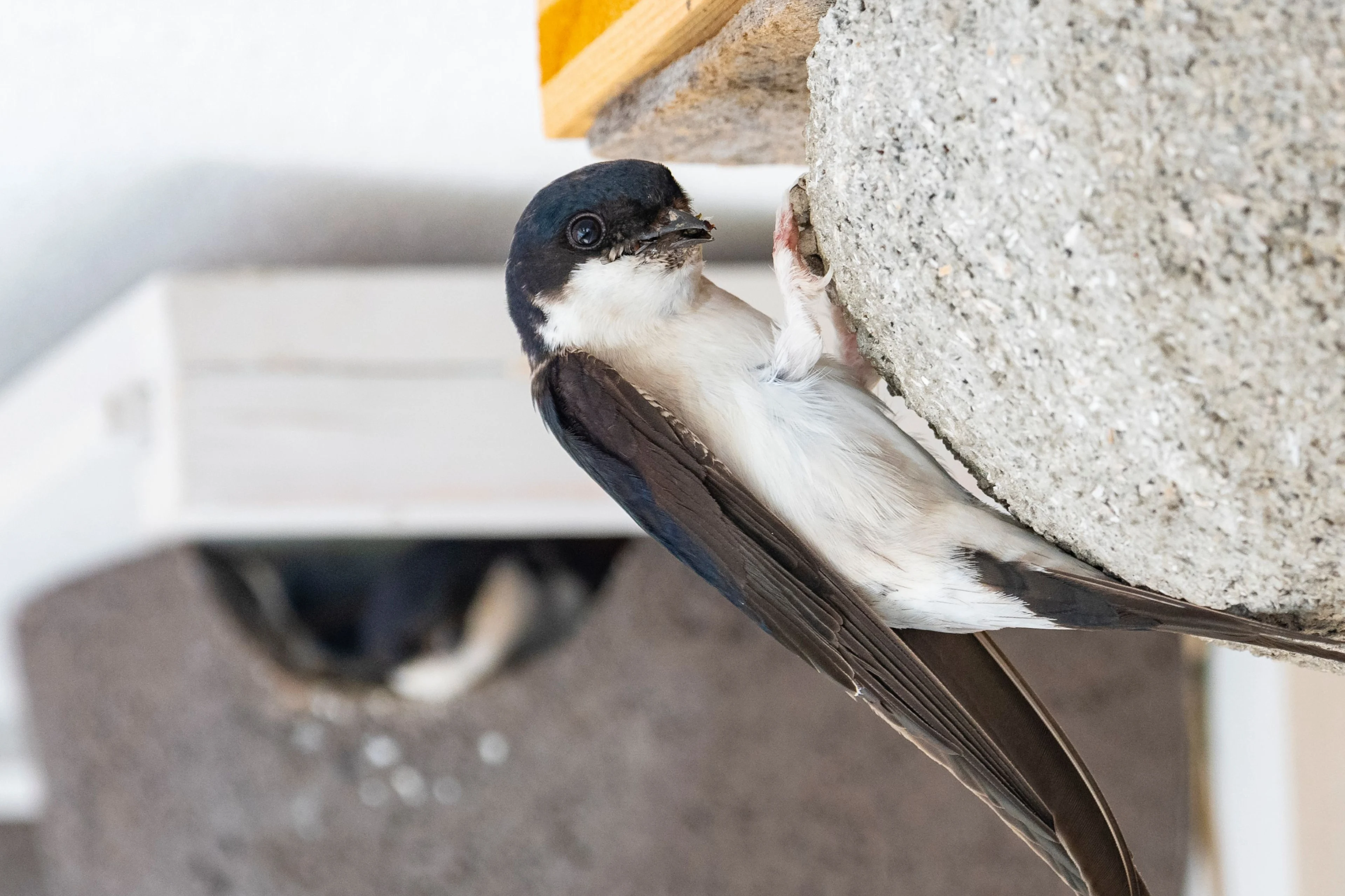 Mehlschwalbe sitzt am Nest.