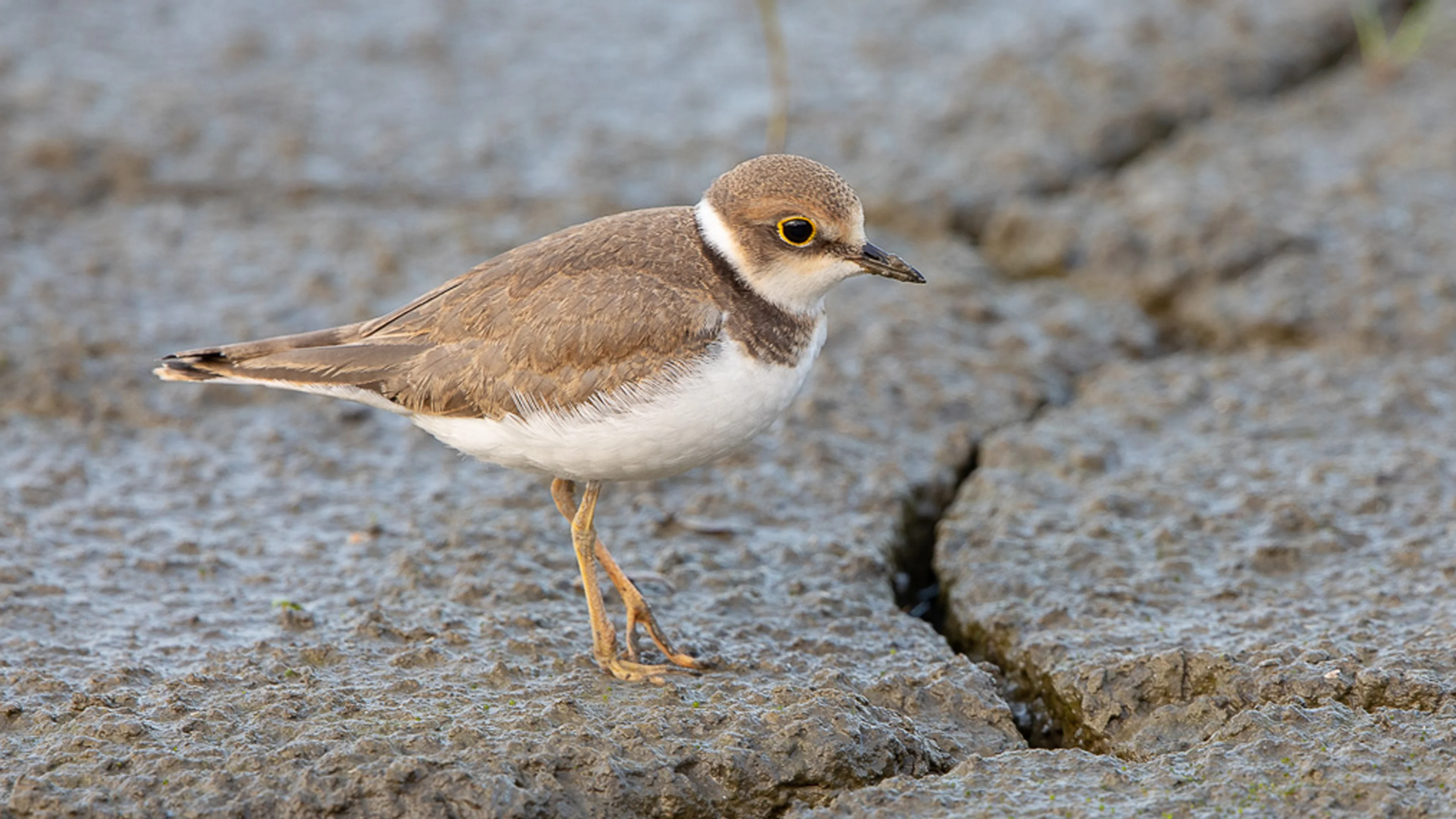 Ein Flussregenpfeifer steht auf Steinen.