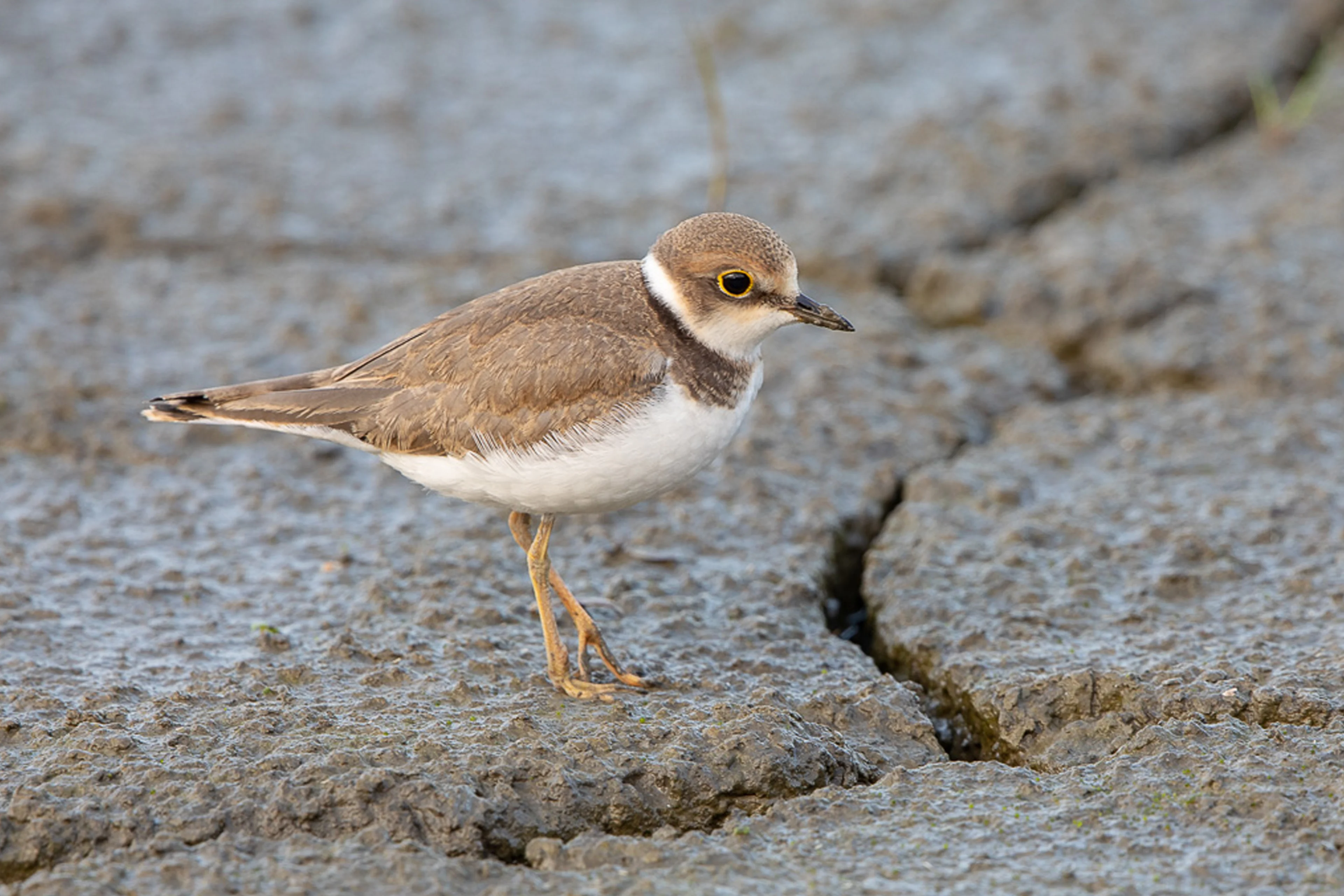 Ein Flussregenpfeifer steht auf Steinen.
