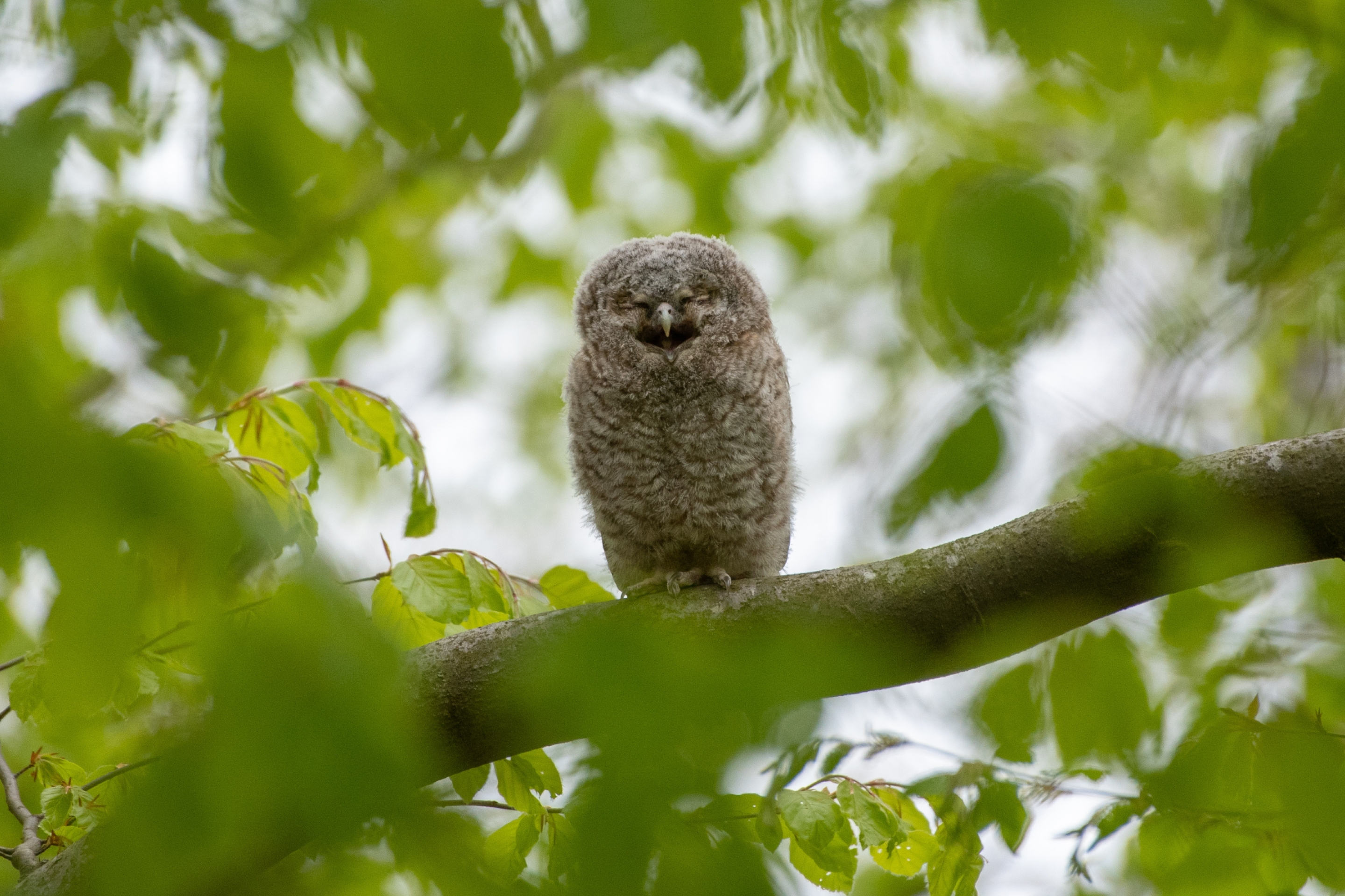 Ein junger Waldkauz sitzt tagsüber in einem Baum und gähnt.