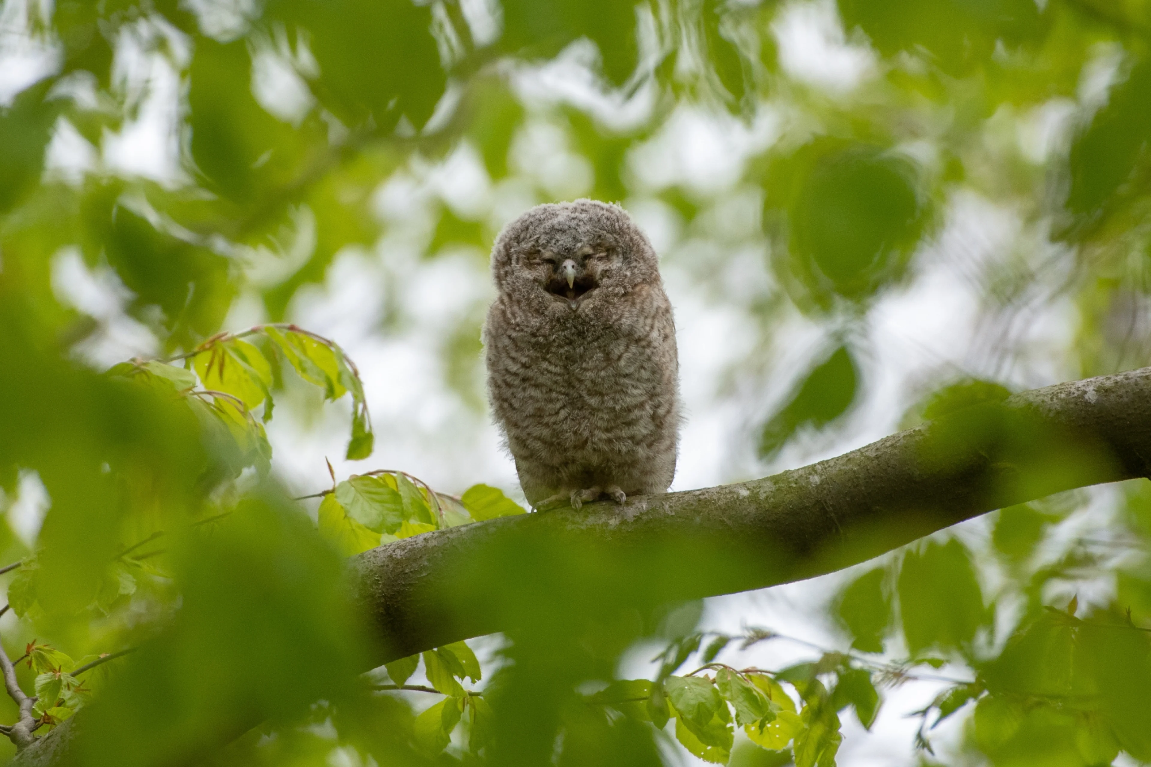 Ein junger Waldkauz sitzt tagsüber in einem Baum und gähnt.