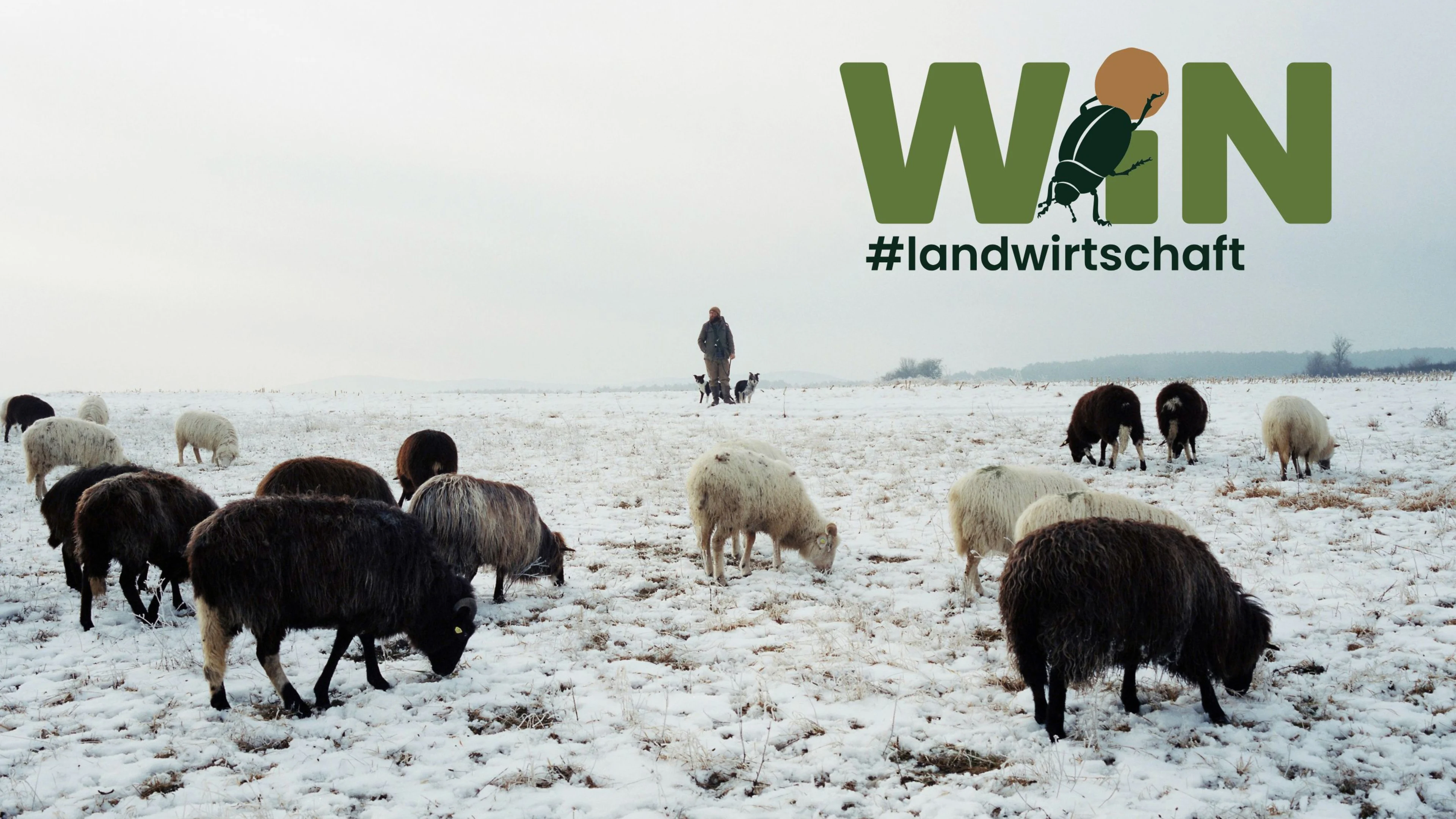 Eine Gruppe Schafe in einer Winterlandschaft.