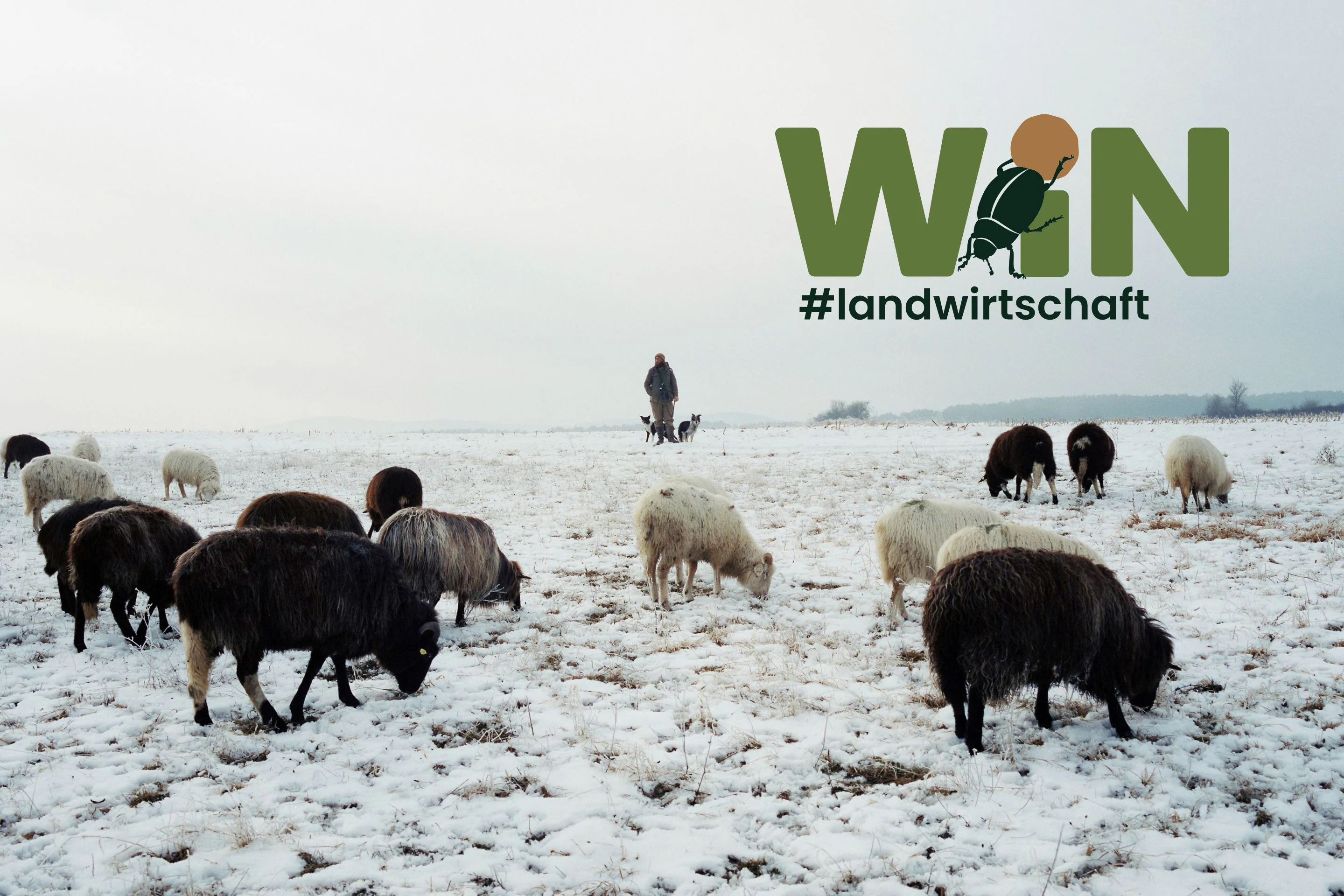 Eine Gruppe Schafe in einer Winterlandschaft.