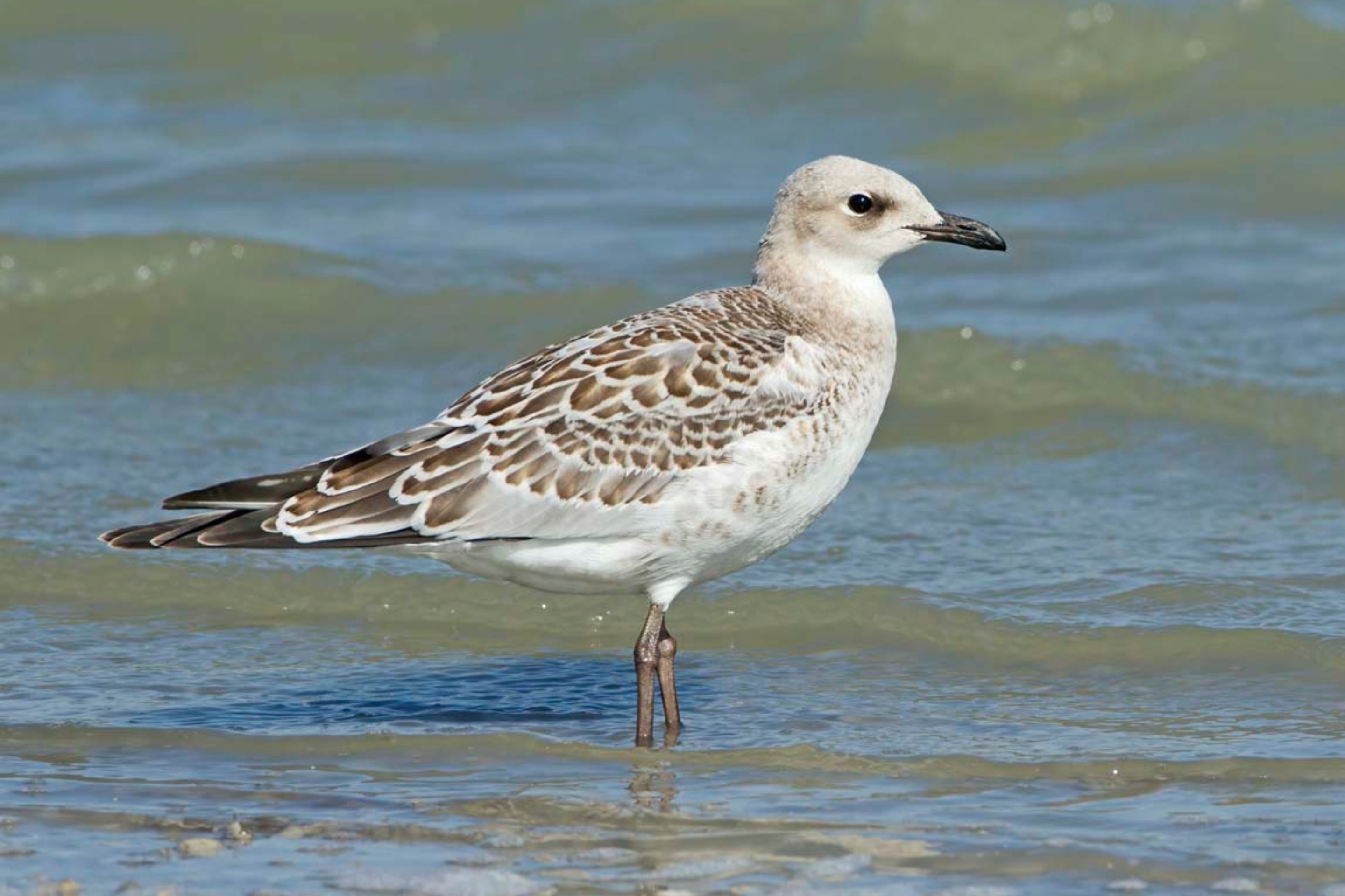 Eine juvenile Schwarzkopfmöwe steht im Wasser.