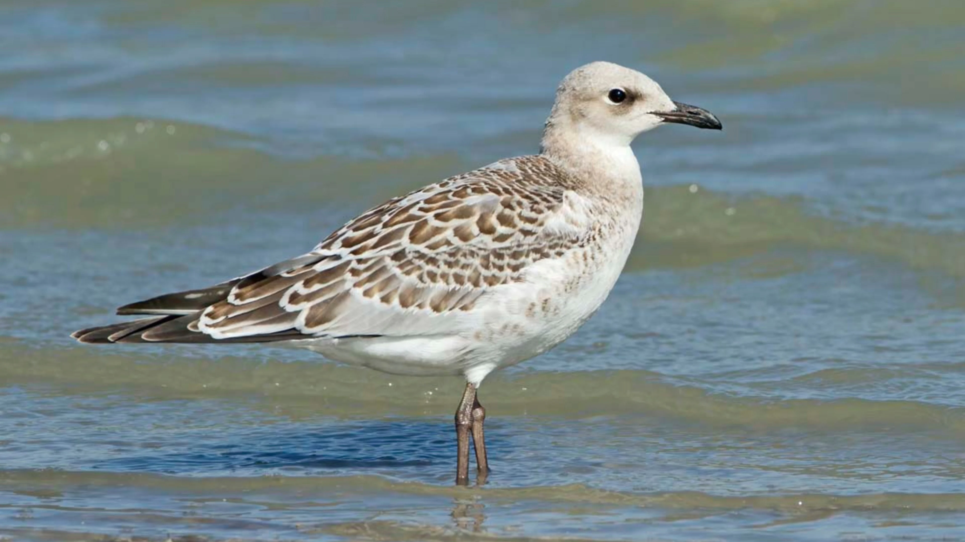 Eine juvenile Schwarzkopfmöwe steht im Wasser.