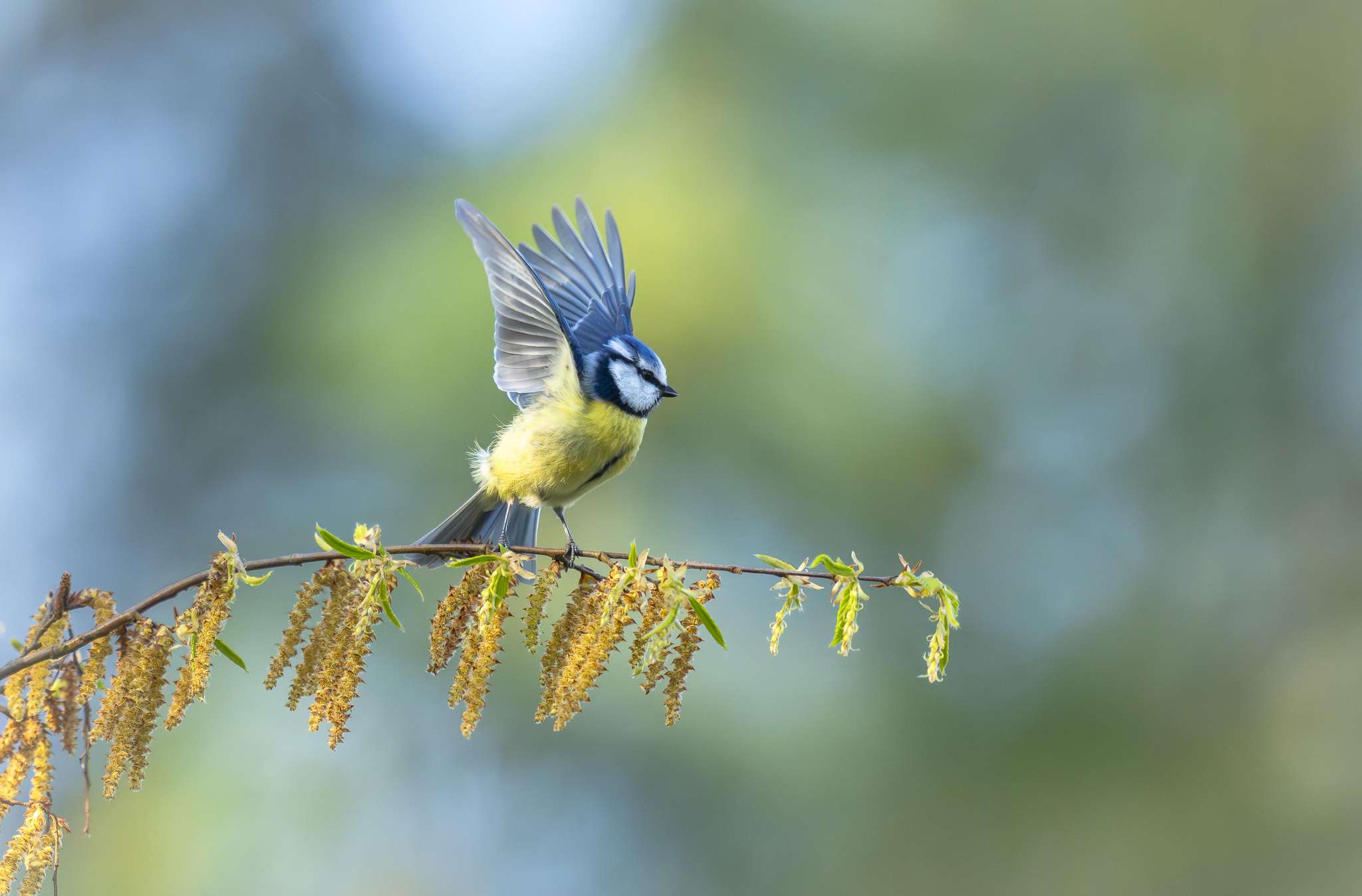 Blaumeise © Stephan Gehrlein