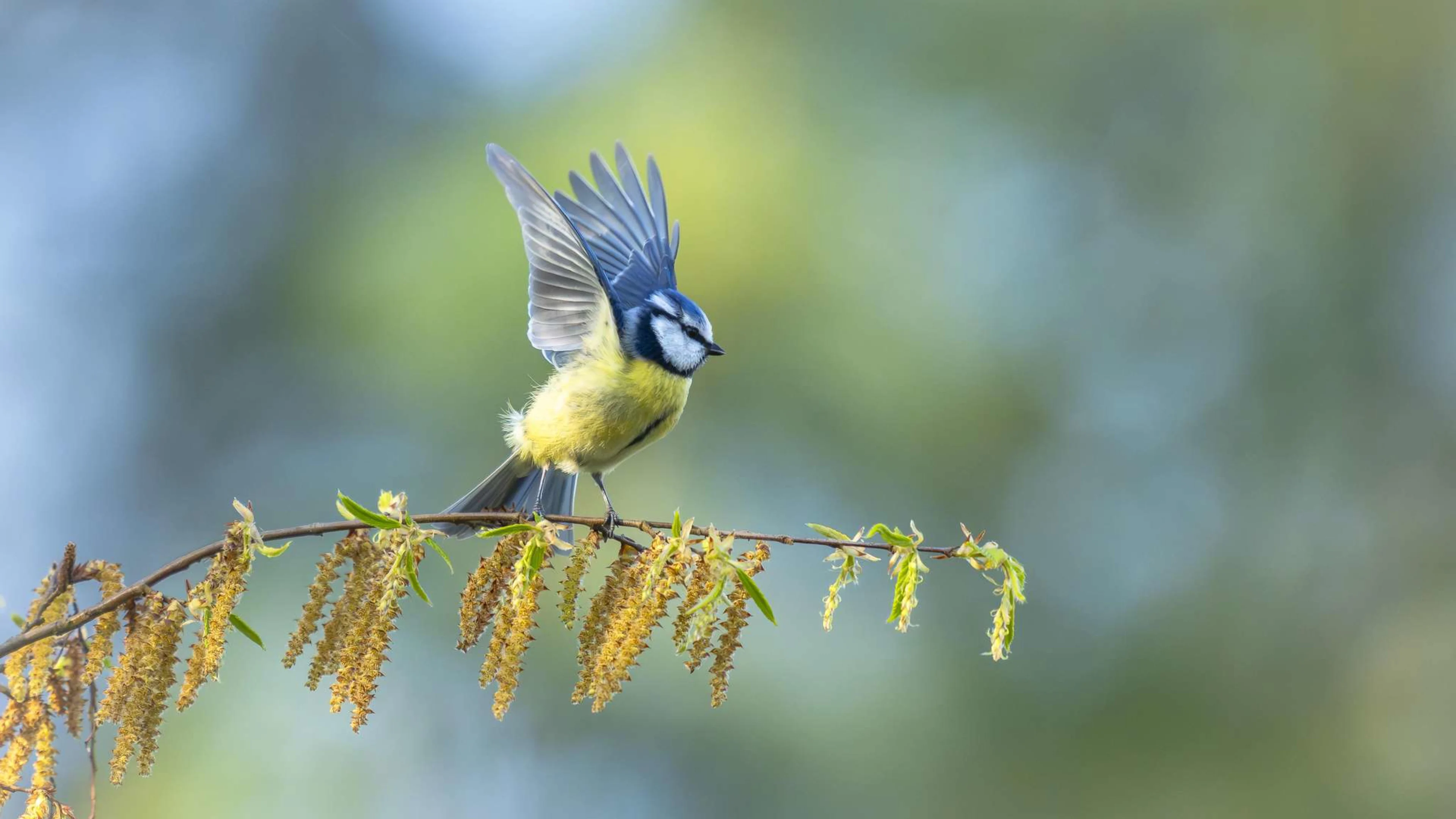 Blaumeise © Stephan Gehrlein