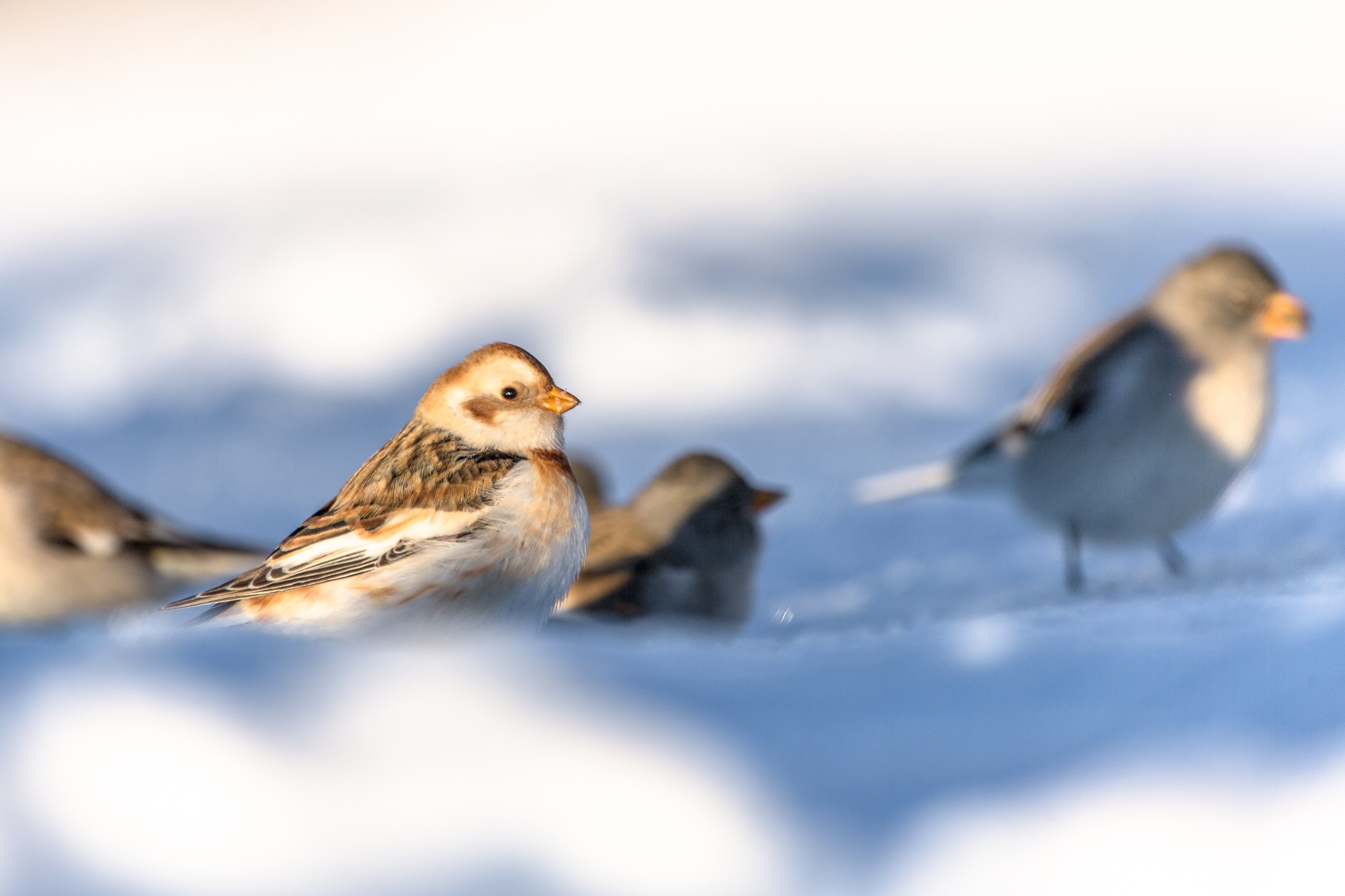 Eine Schneeammer unter Schneesperlingen. 
