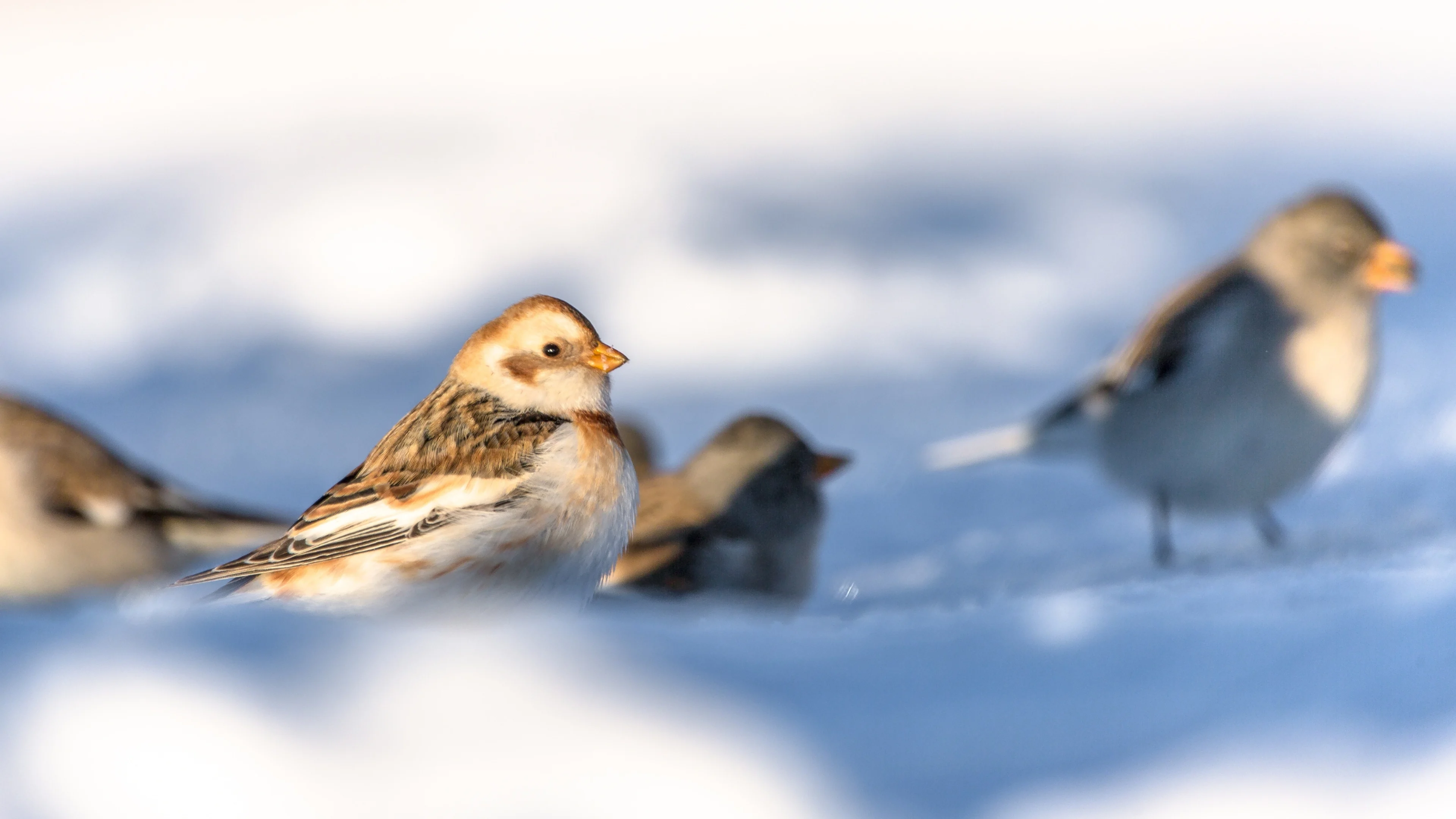 Eine Schneeammer unter Schneesperlingen.