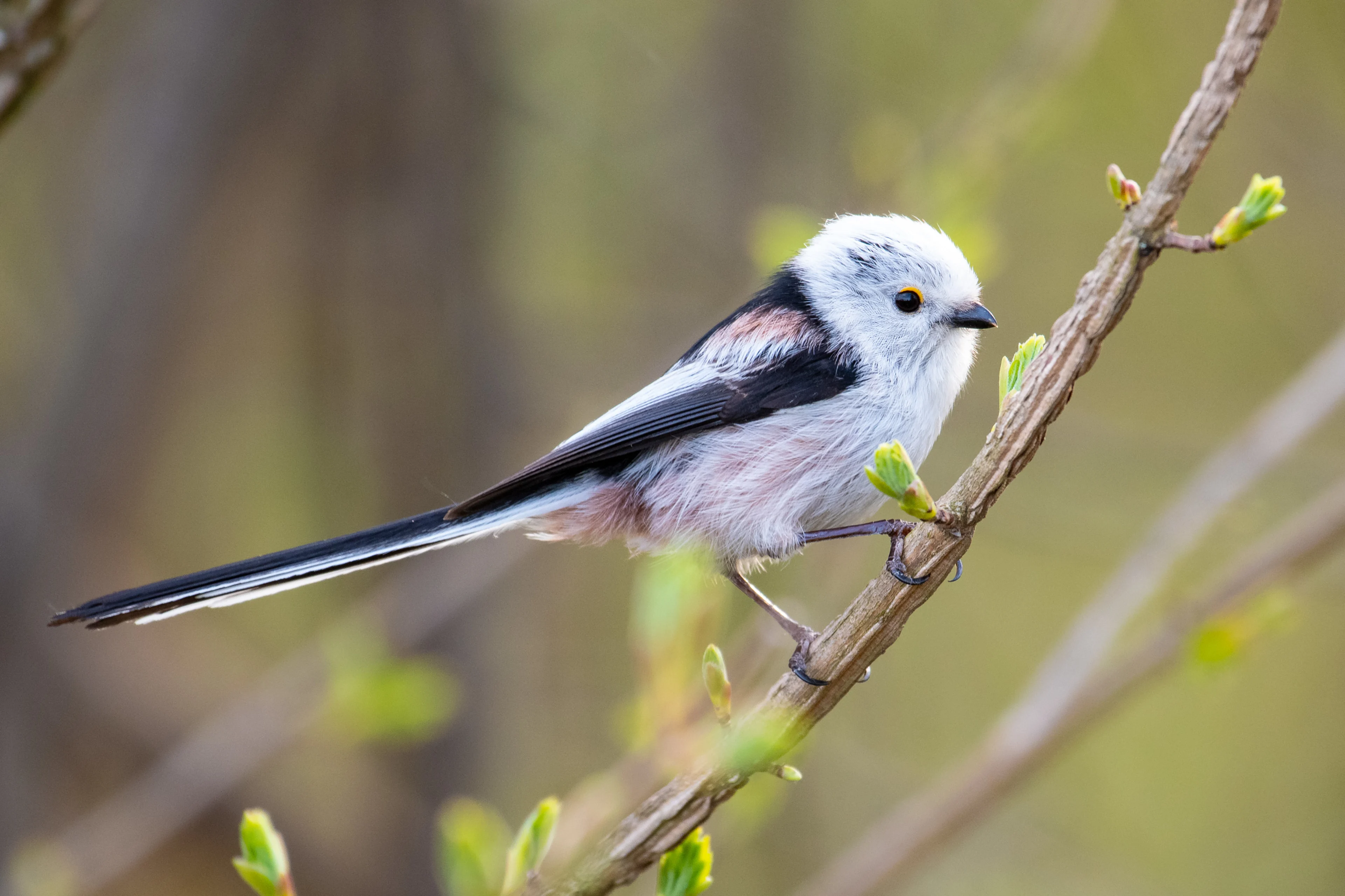 Eine Schwanzmeise auf einem Ast im Frühling.
