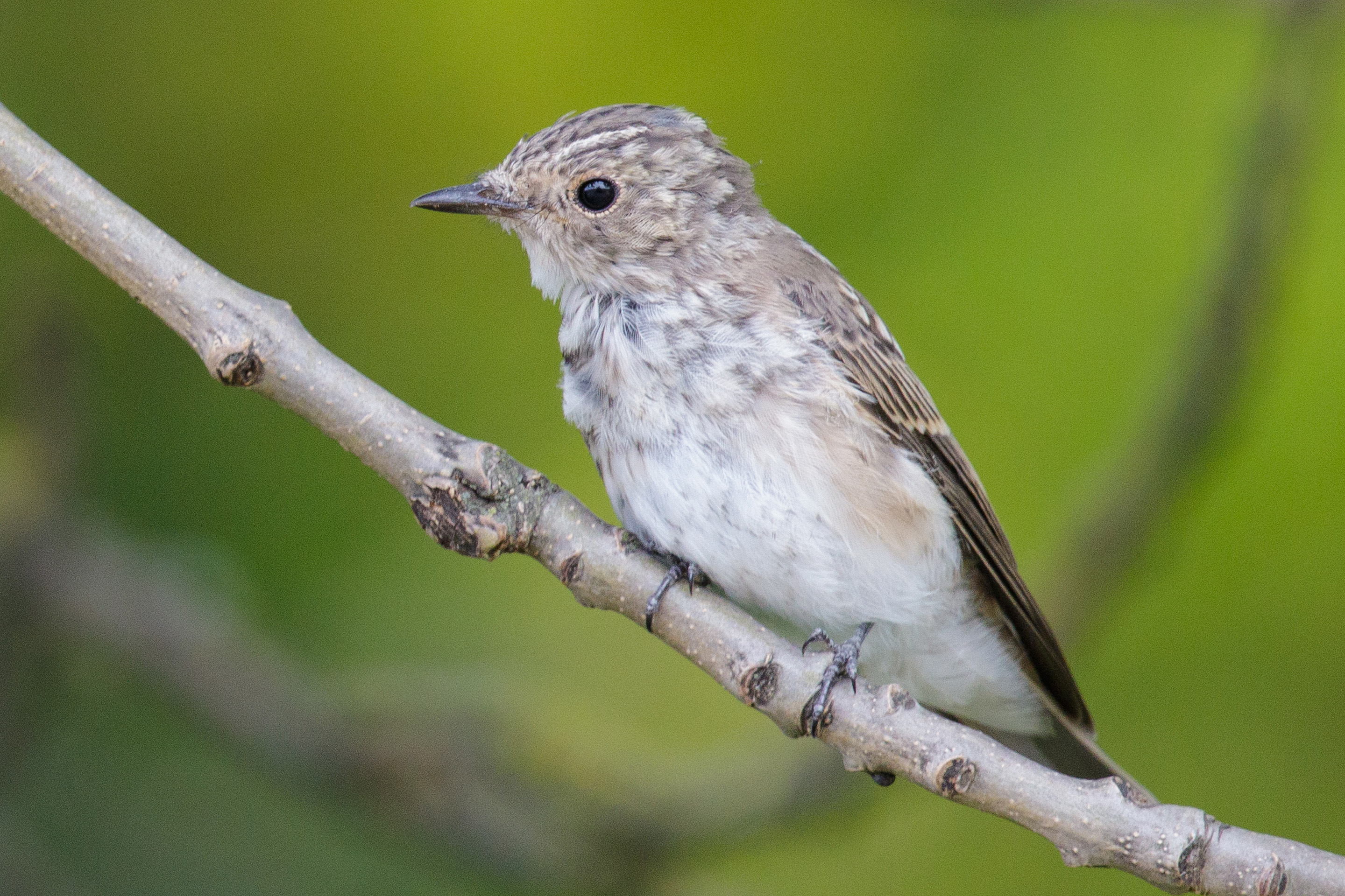Ein juveniler Grauschnäpper auf einem Ast.