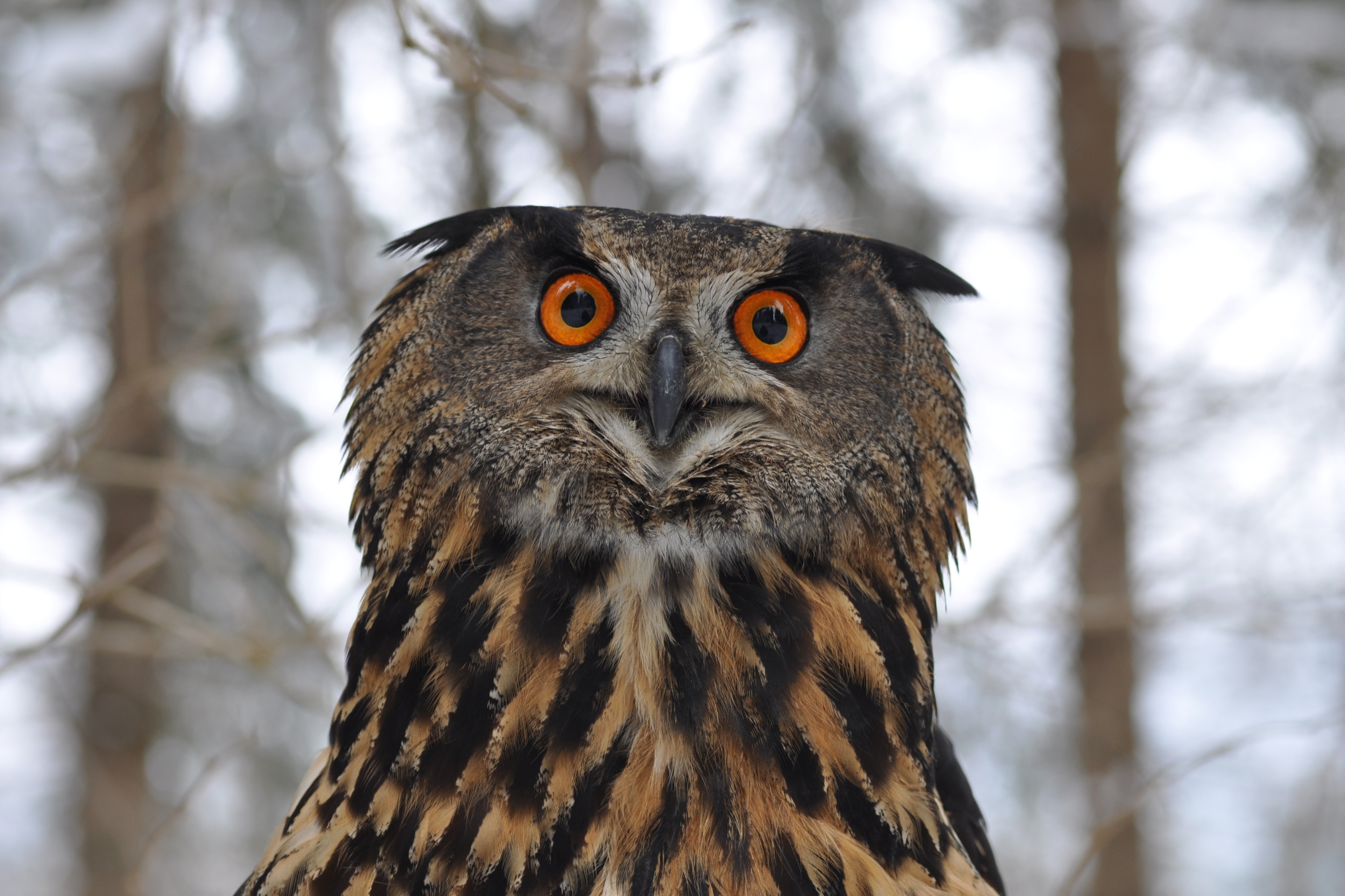 Ein Uhu mit seinen leuchtend orangen Augen in einem Wald.