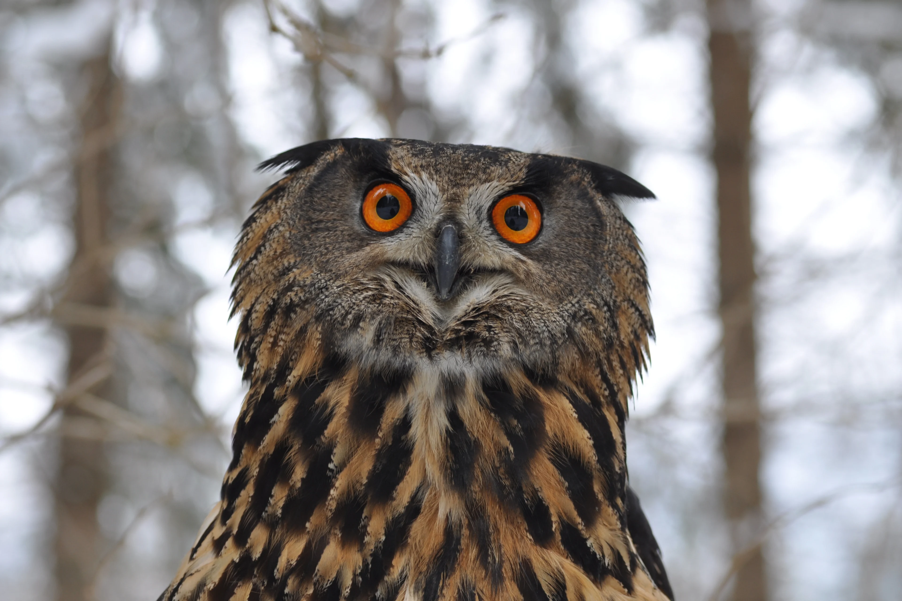 Ein Uhu mit seinen leuchtend orangen Augen in einem Wald.