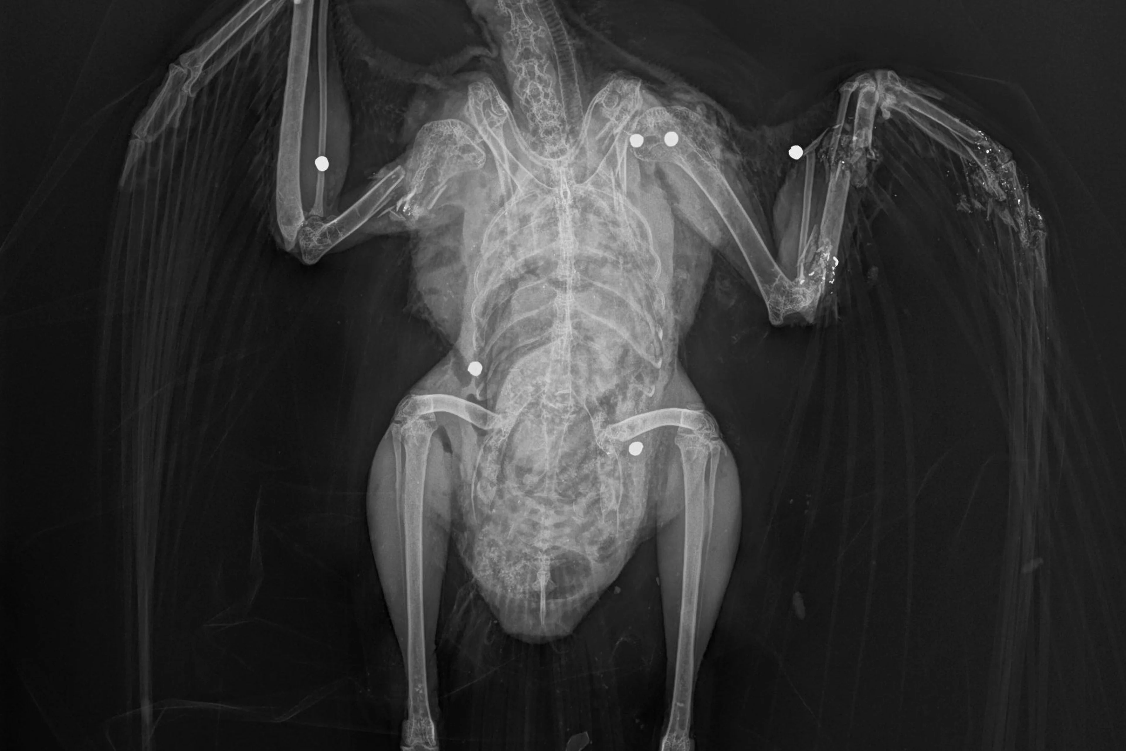 Abschuss: Geschossene Vögel weisen immer wieder charakteristische Gefiederverletzungen auf, ansonsten ist der Abschuss aber schwer zu erkennen. In vielen Fällen gibt erst eine Röntgenaufnahme Klarheit, ob Munition im Vogelkörper ist.