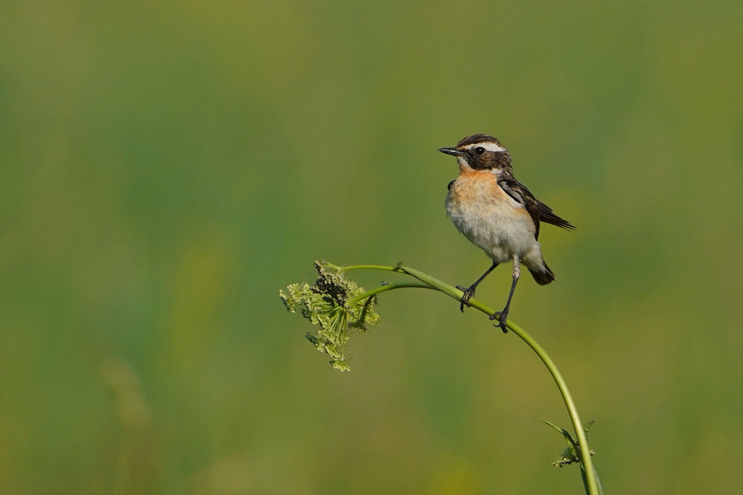 Ein Braunkehlchen sitzt in der Vegetation in einer Wiese.