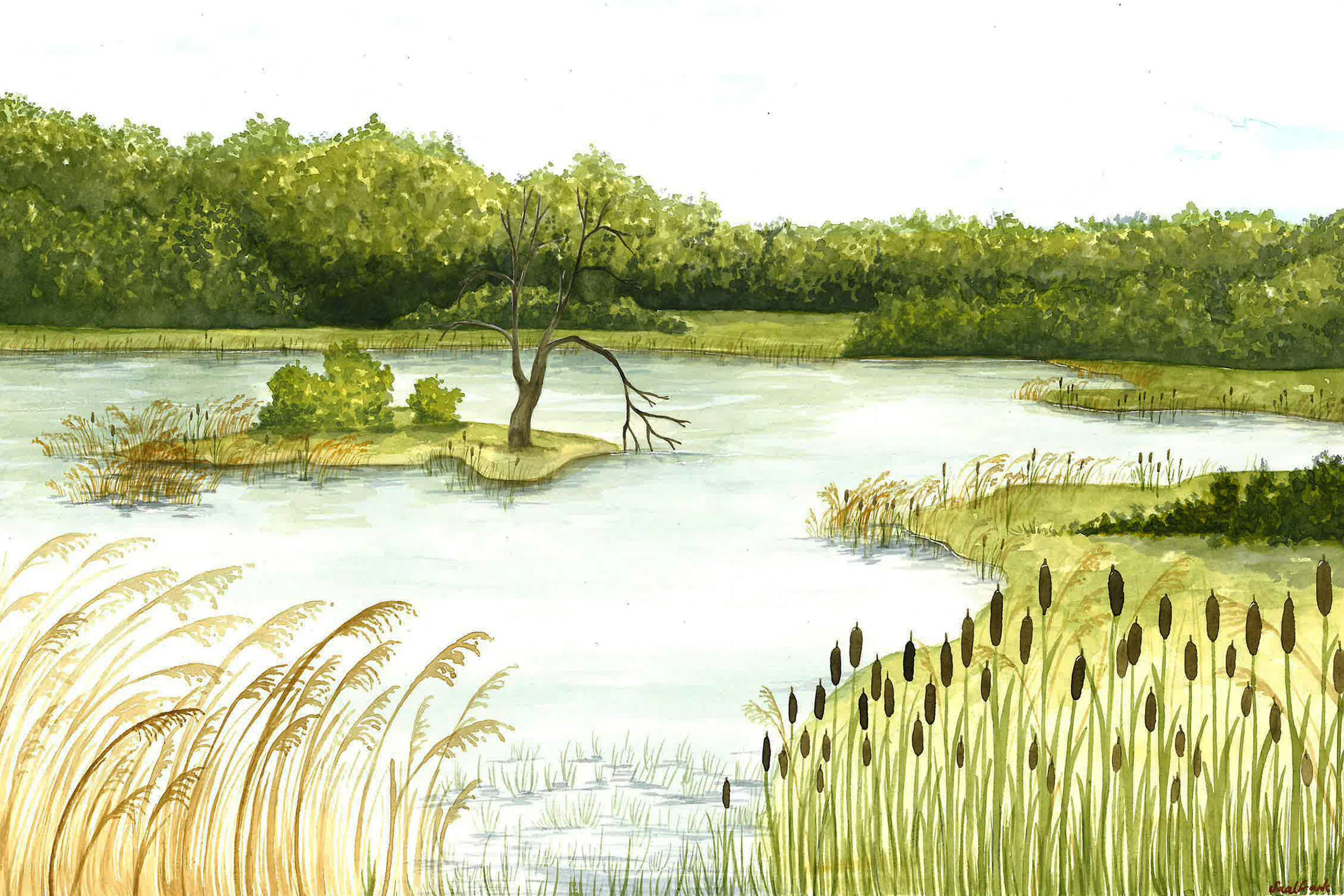 Eine Illustration von einem Feuchtgebiet, einem wichtigen Lebensraumtyp in Österreich.