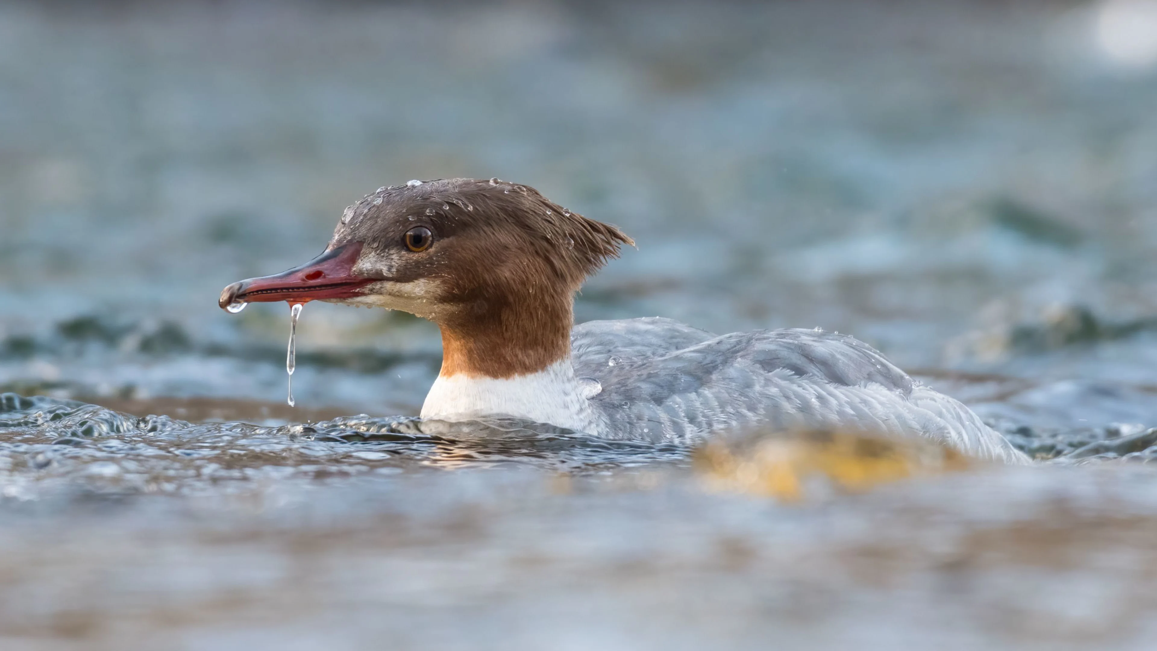 Ein Gänsesäger im Wasser.