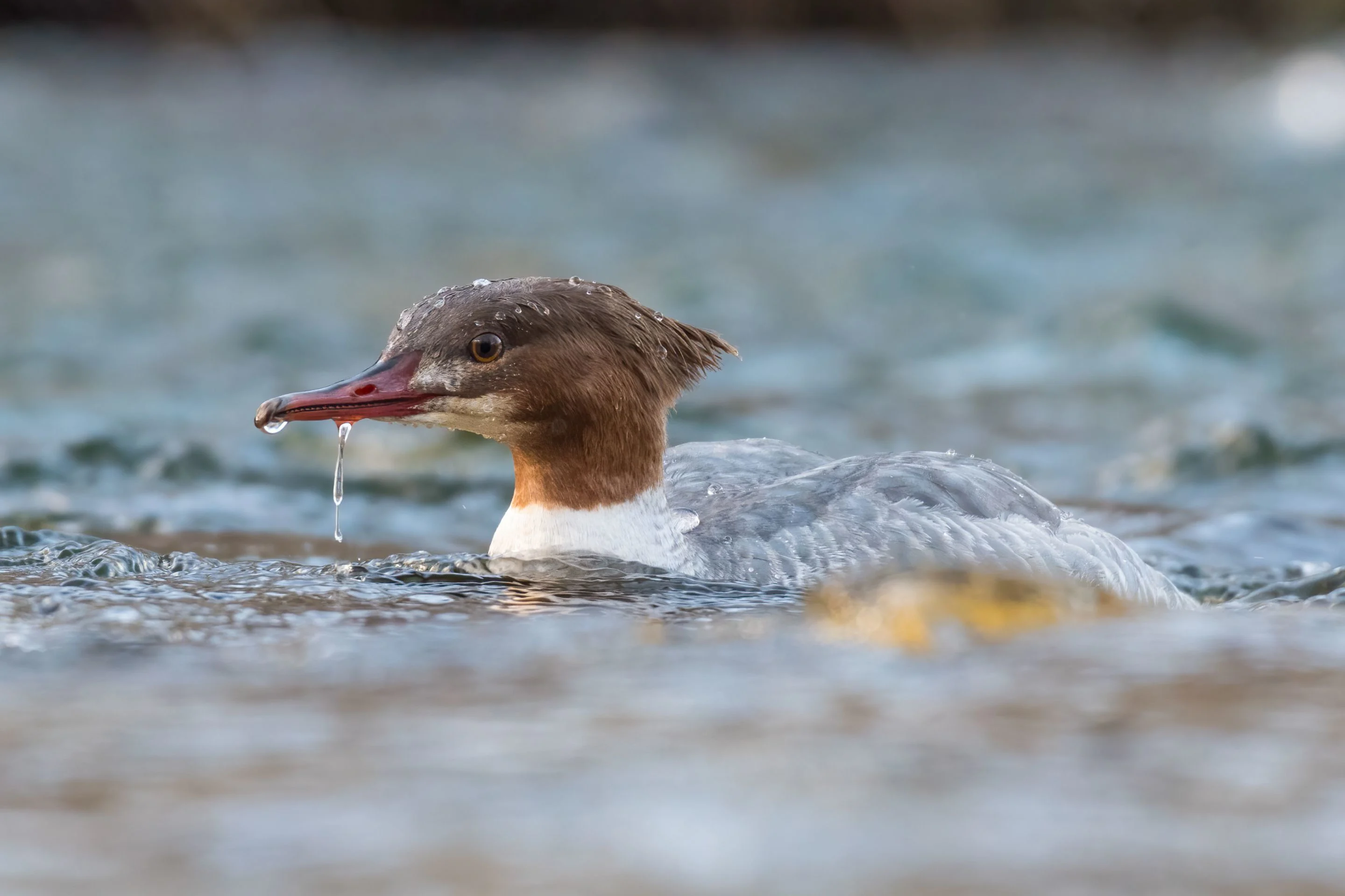 Ein Gänsesäger im Wasser.
