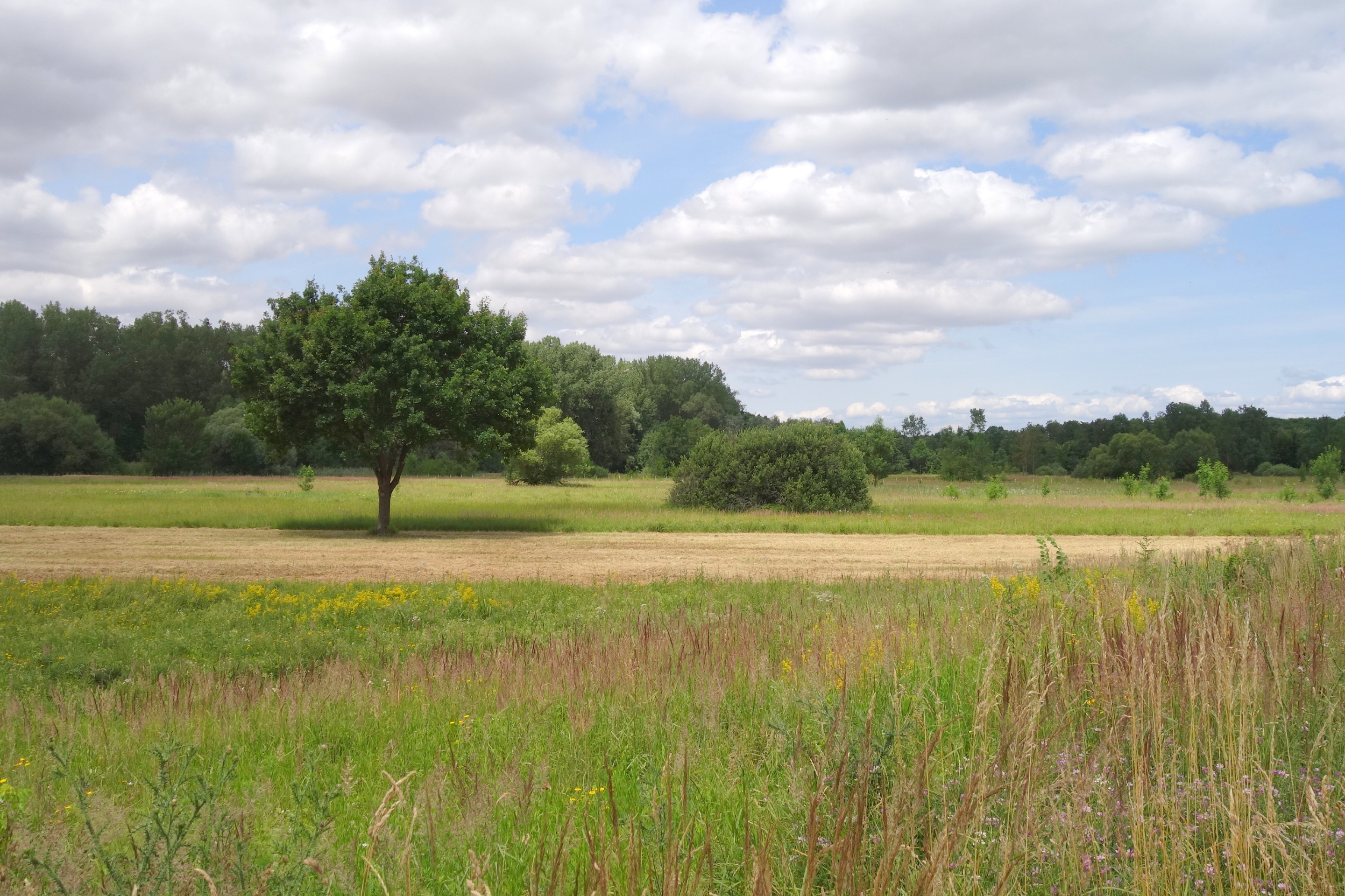 Eine Wiese in Sierndorf, die BirdLife Österreich renaturieren möchte.