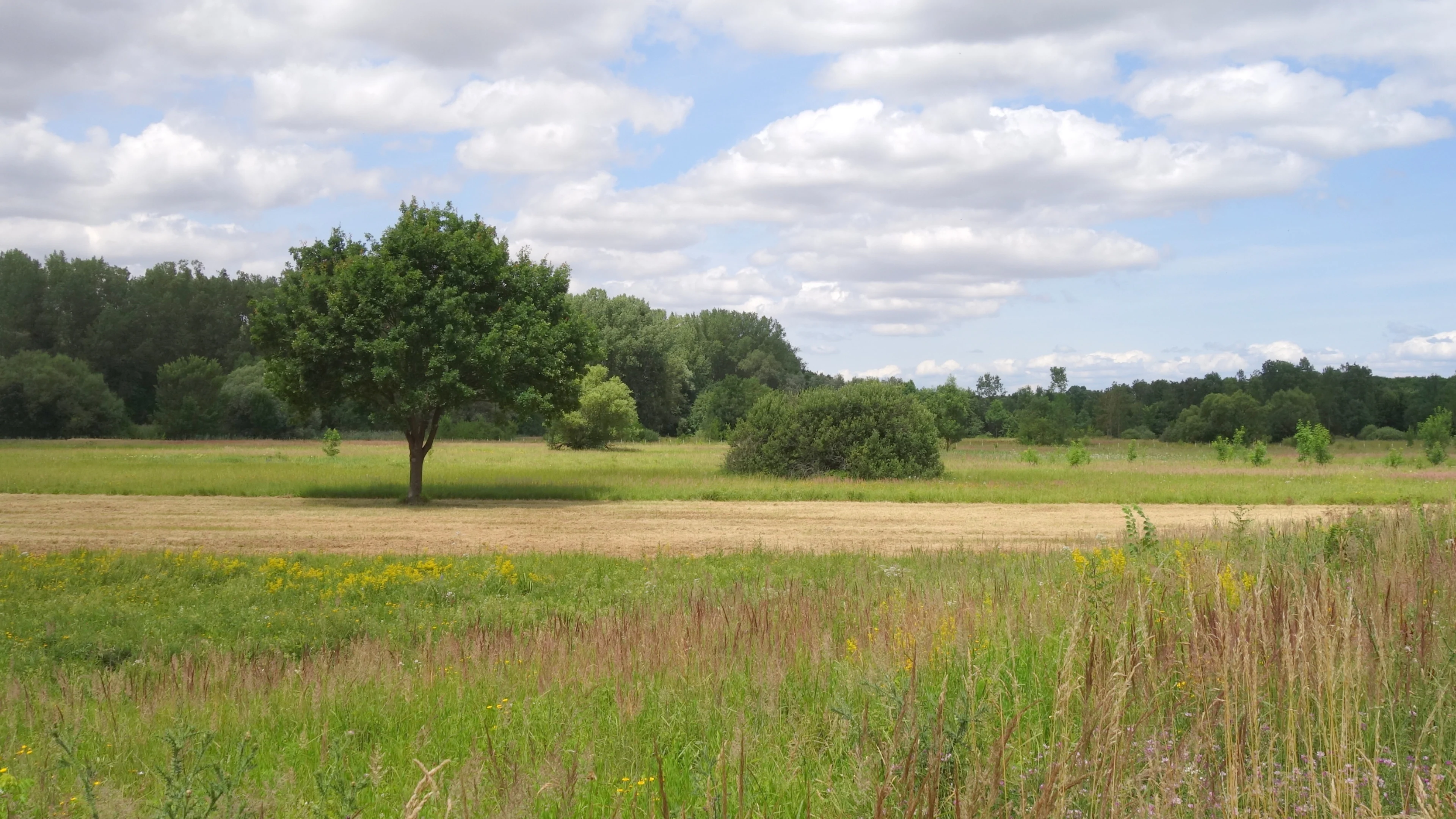Eine Wiese in Sierndorf, die BirdLife Österreich renaturieren möchte.