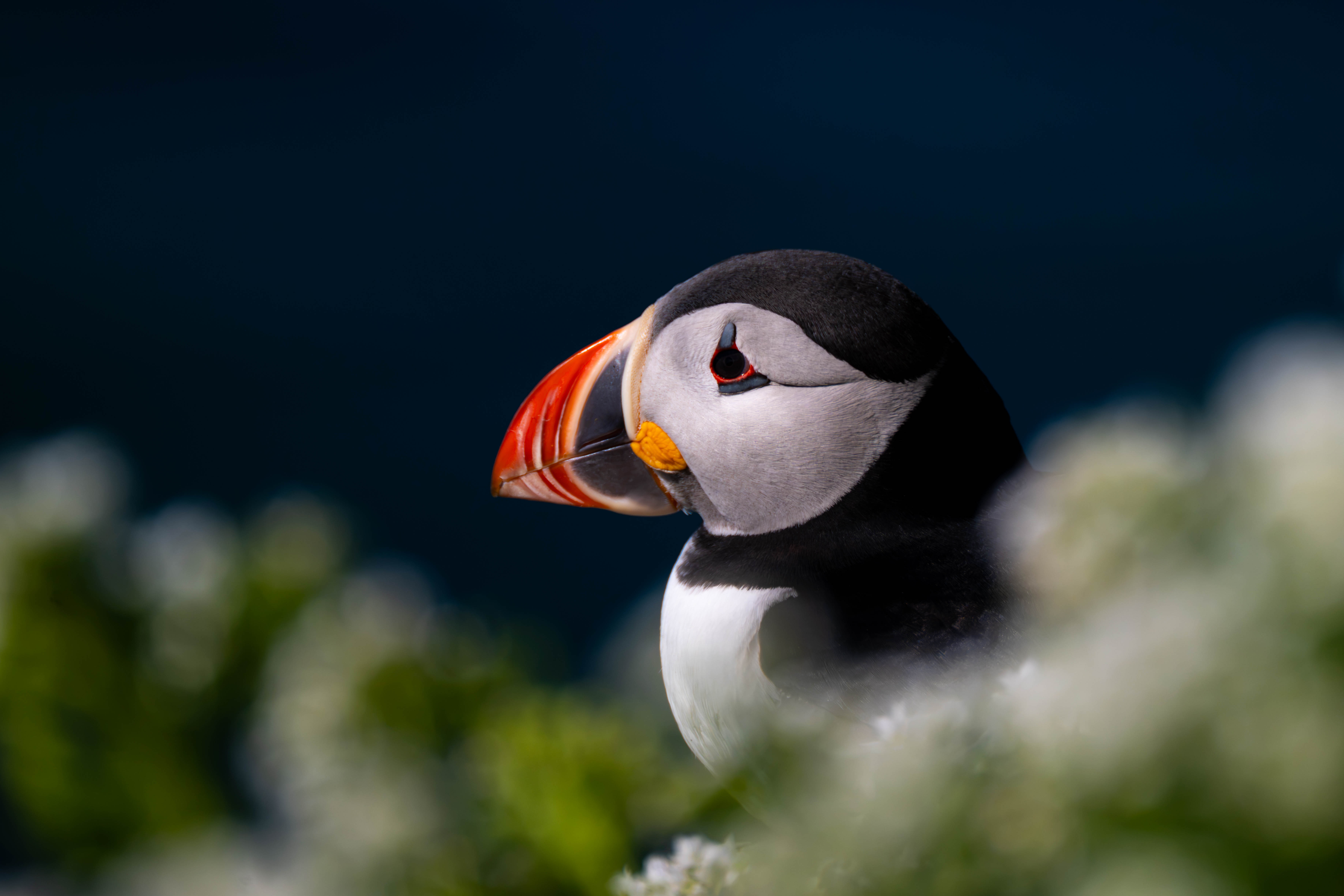 Papageientaucher sind weit verbreitete Vögel auf Varanger.