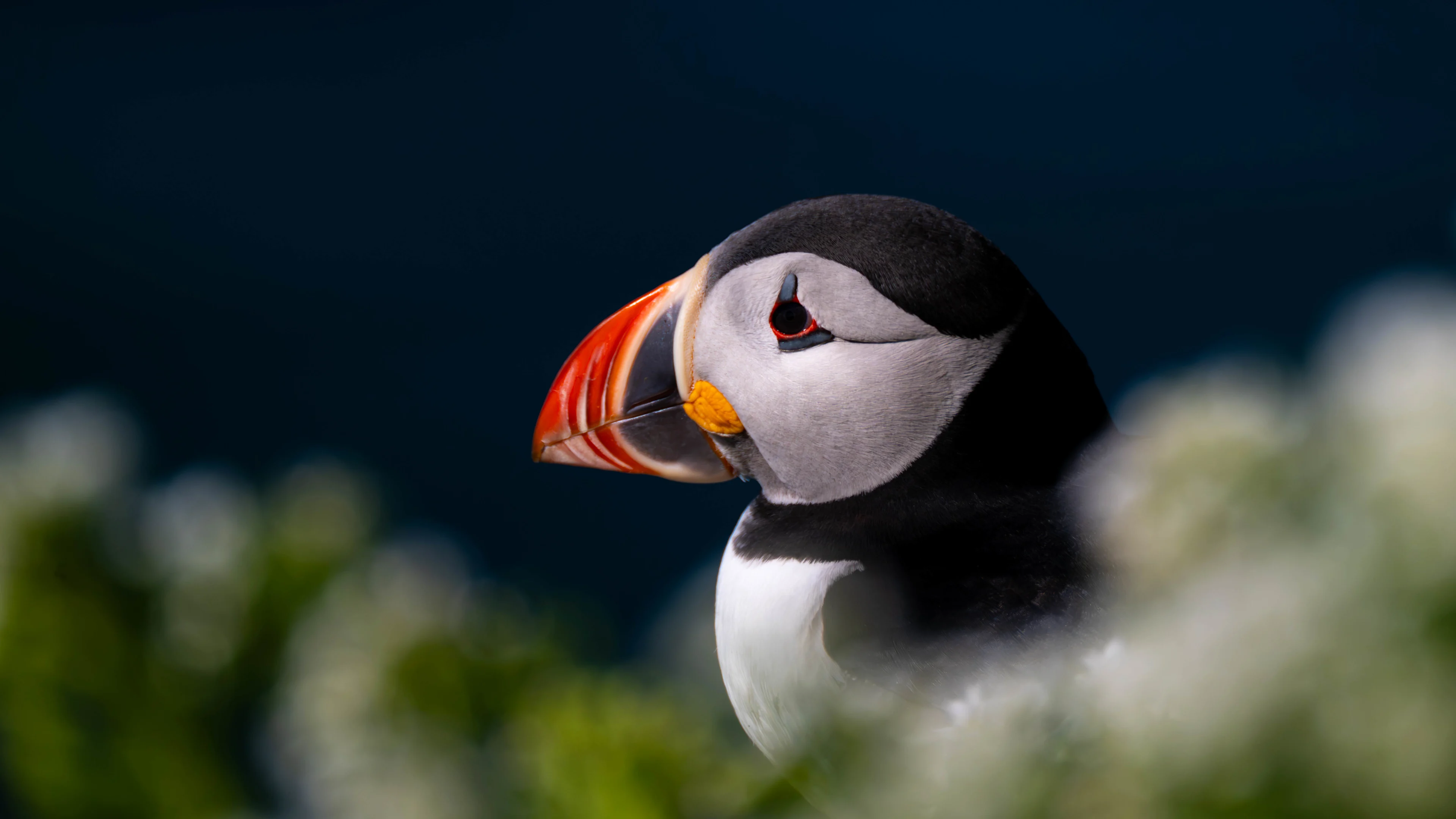 Papageientaucher sind weit verbreitete Vögel auf Varanger.
