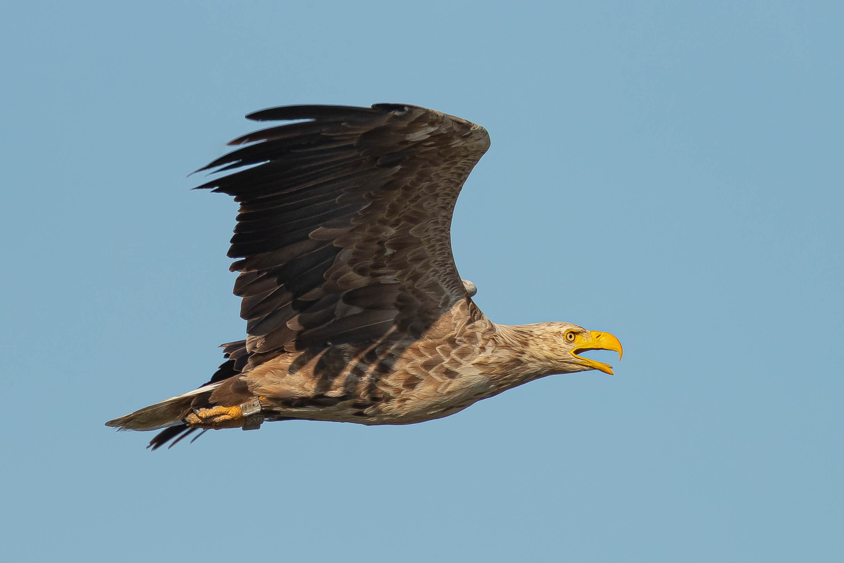 Ein beringter Seeadler fliegt über sein Brutgebiet.