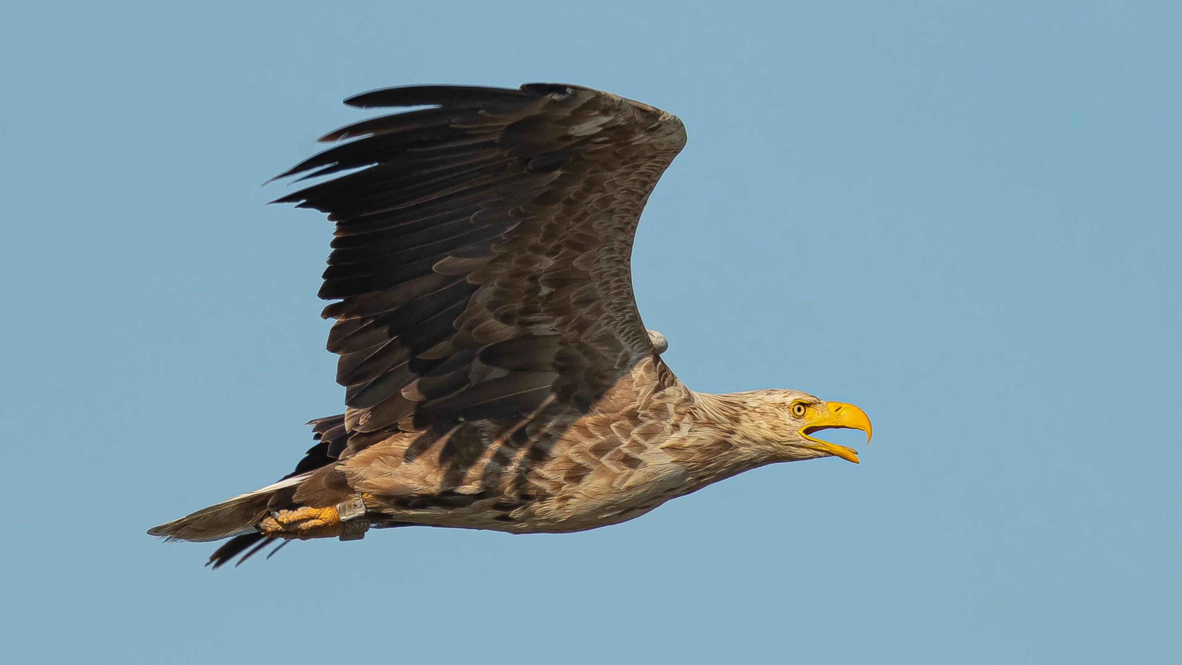 Ein beringter Seeadler fliegt über sein Brutgebiet.