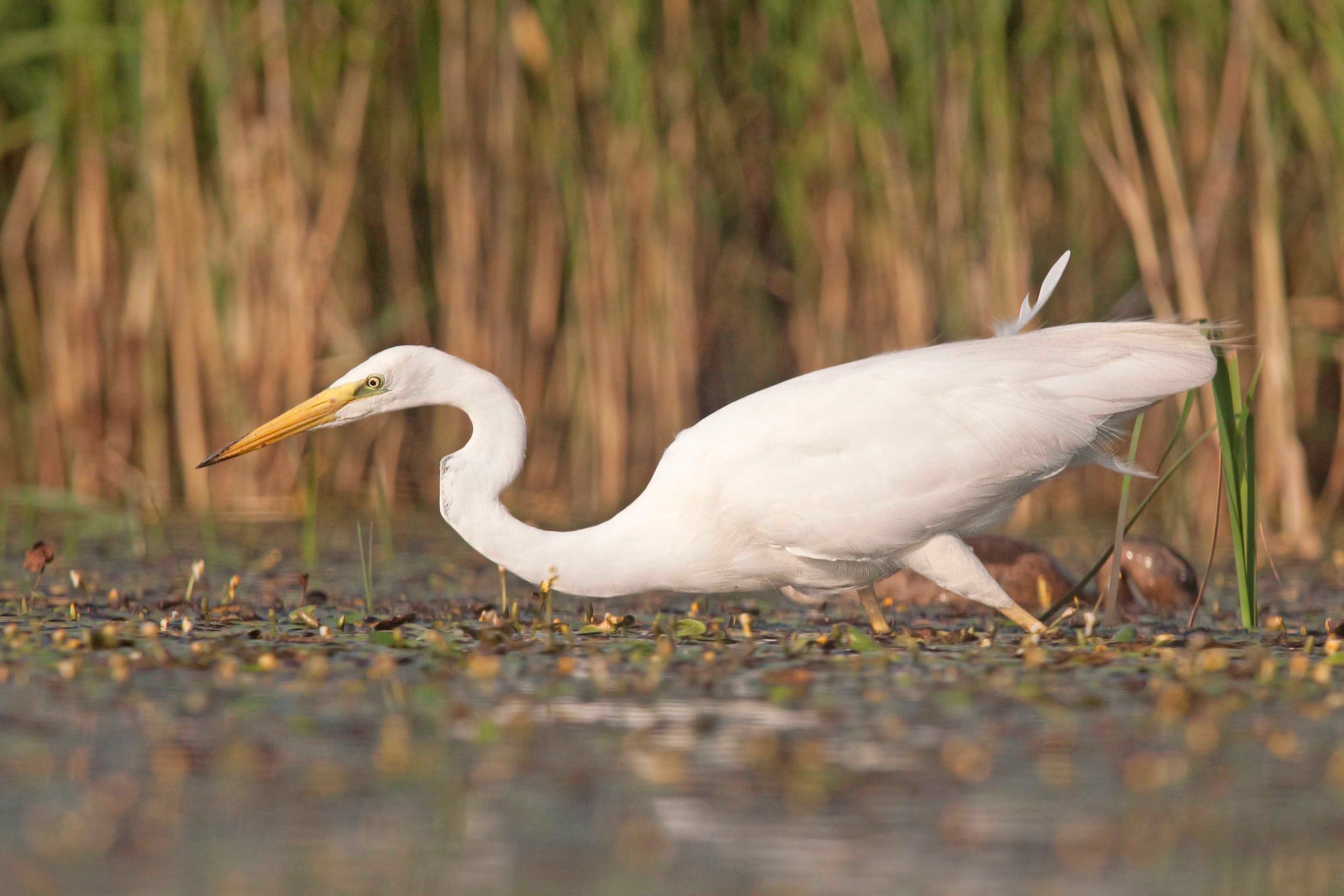 Ein Silberreiher sucht nach Nahrung.