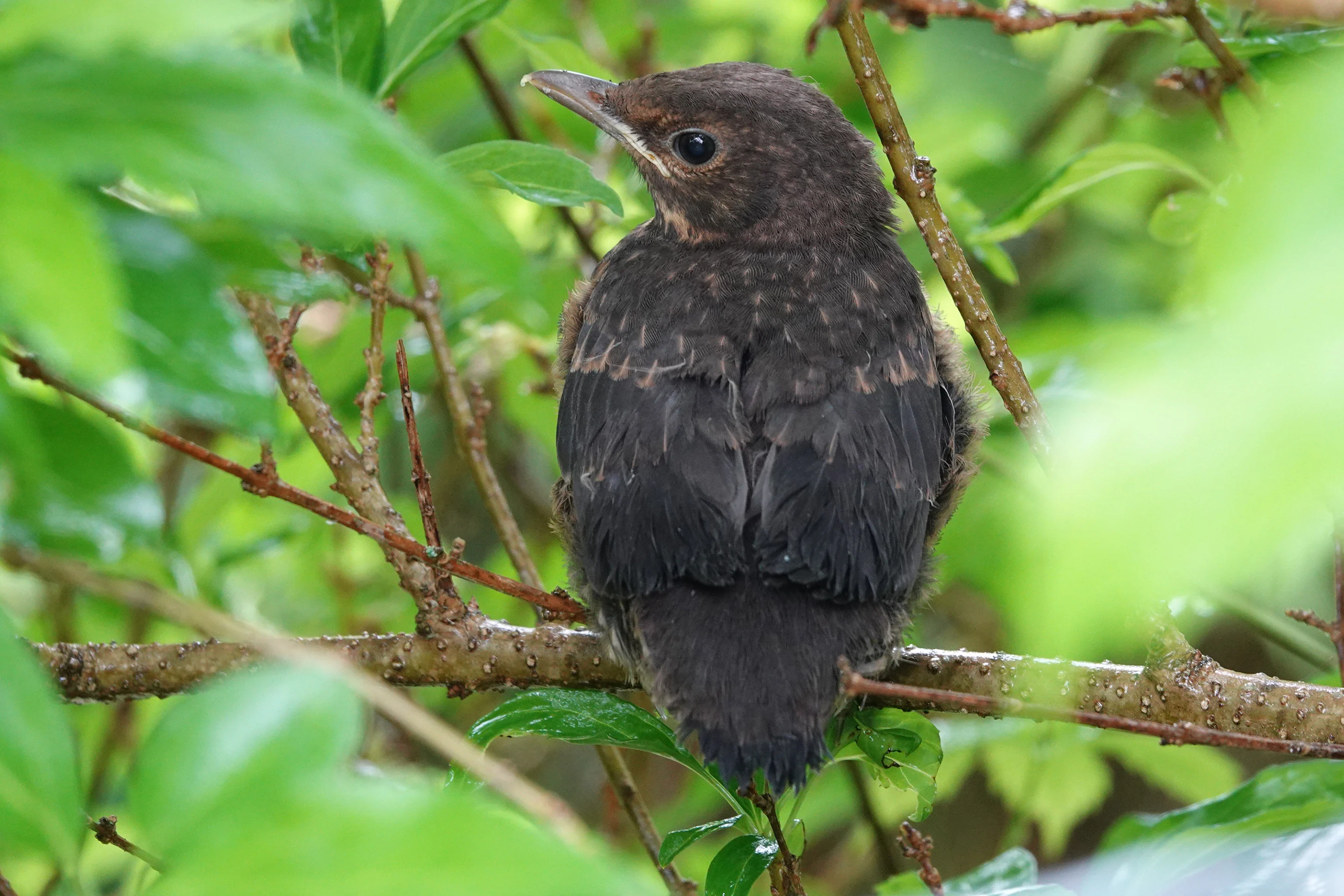 Auf diesem Bild sehen Sie eine Amsel.