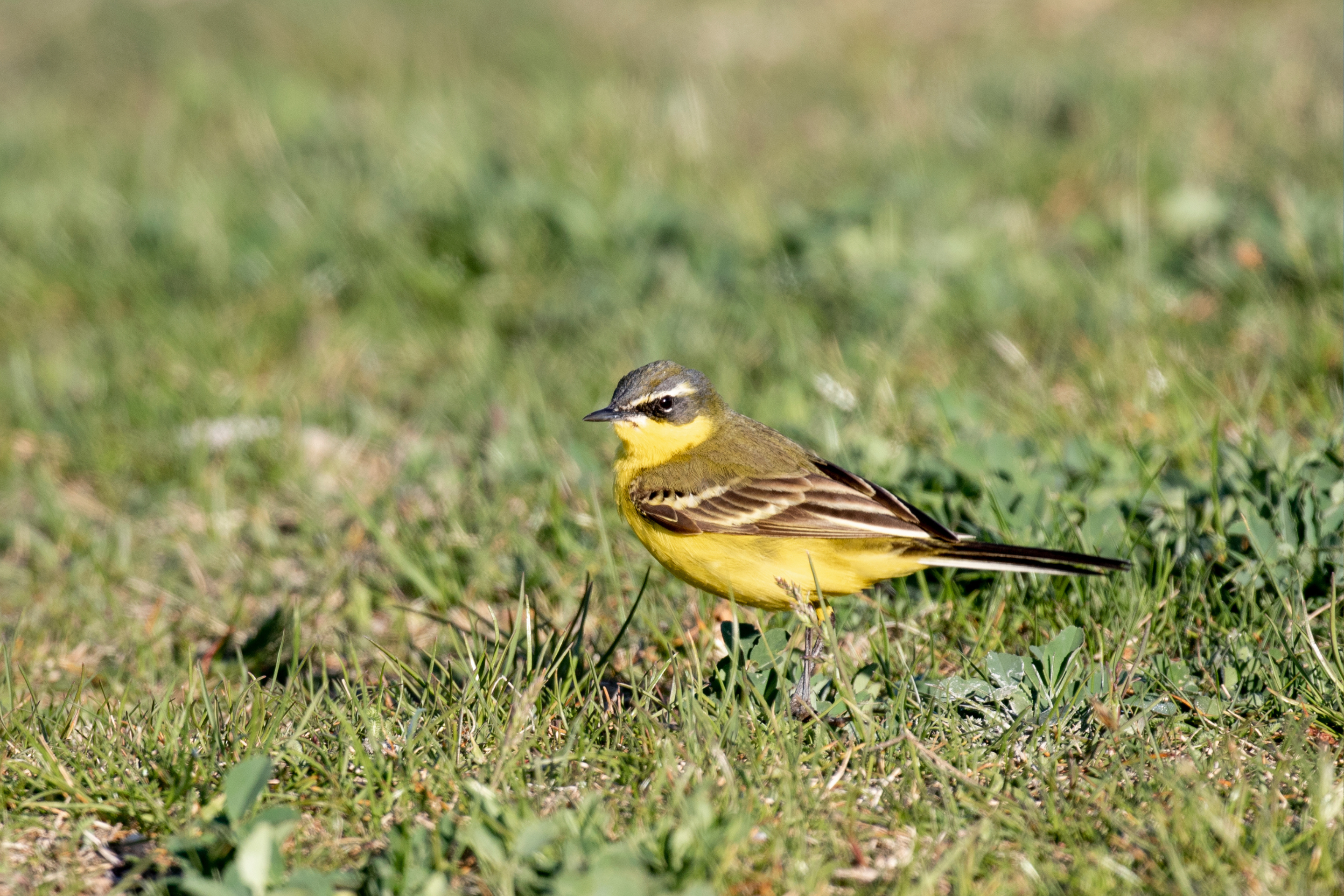 Eine Schafstelze auf einer Weide.