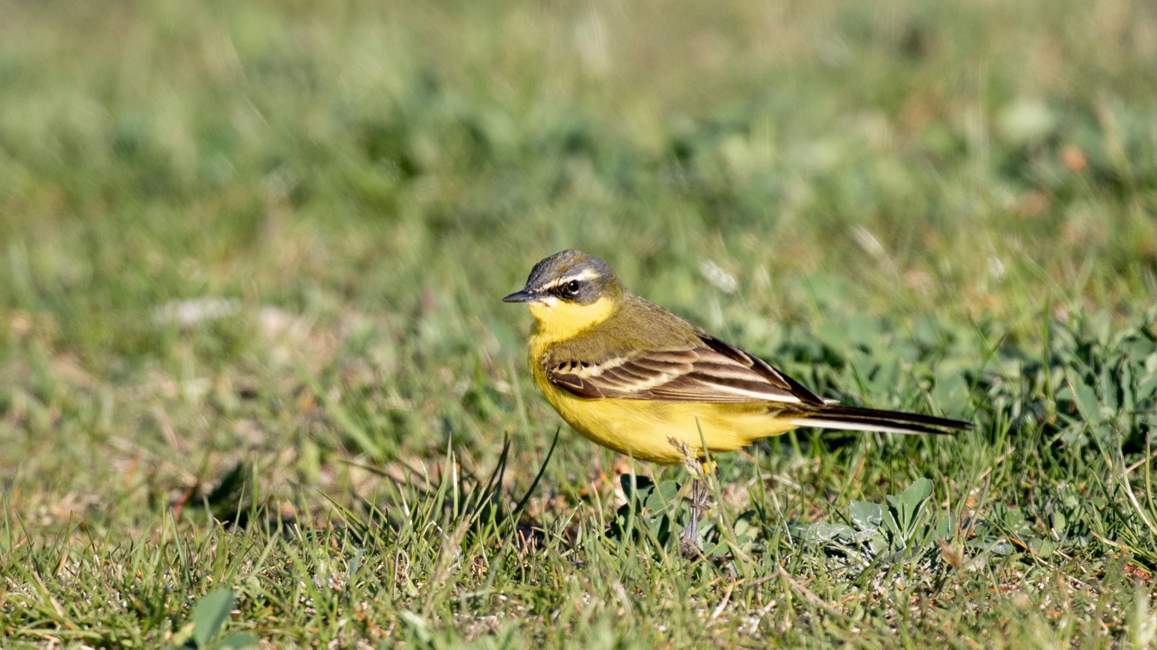 Eine Schafstelze auf einer Weide.