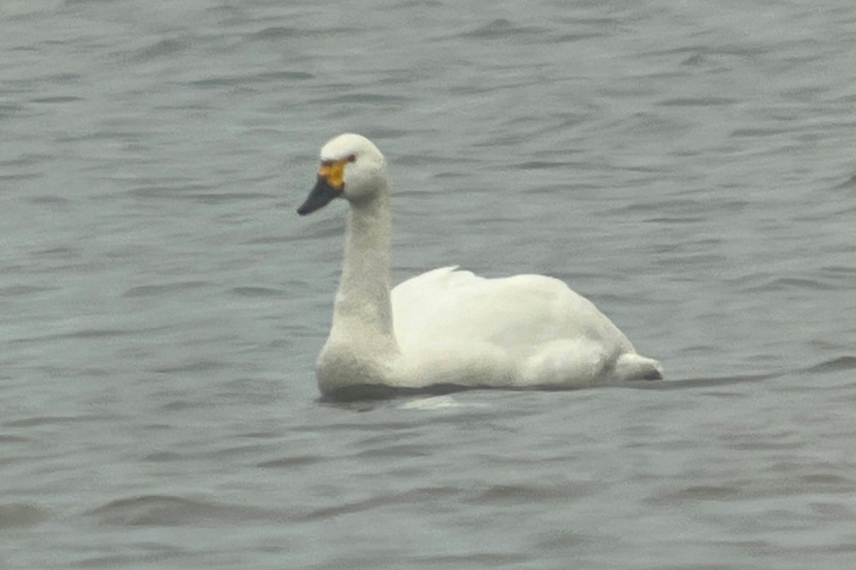 Ein Zwergschwan auf Abwegen in Österreich.