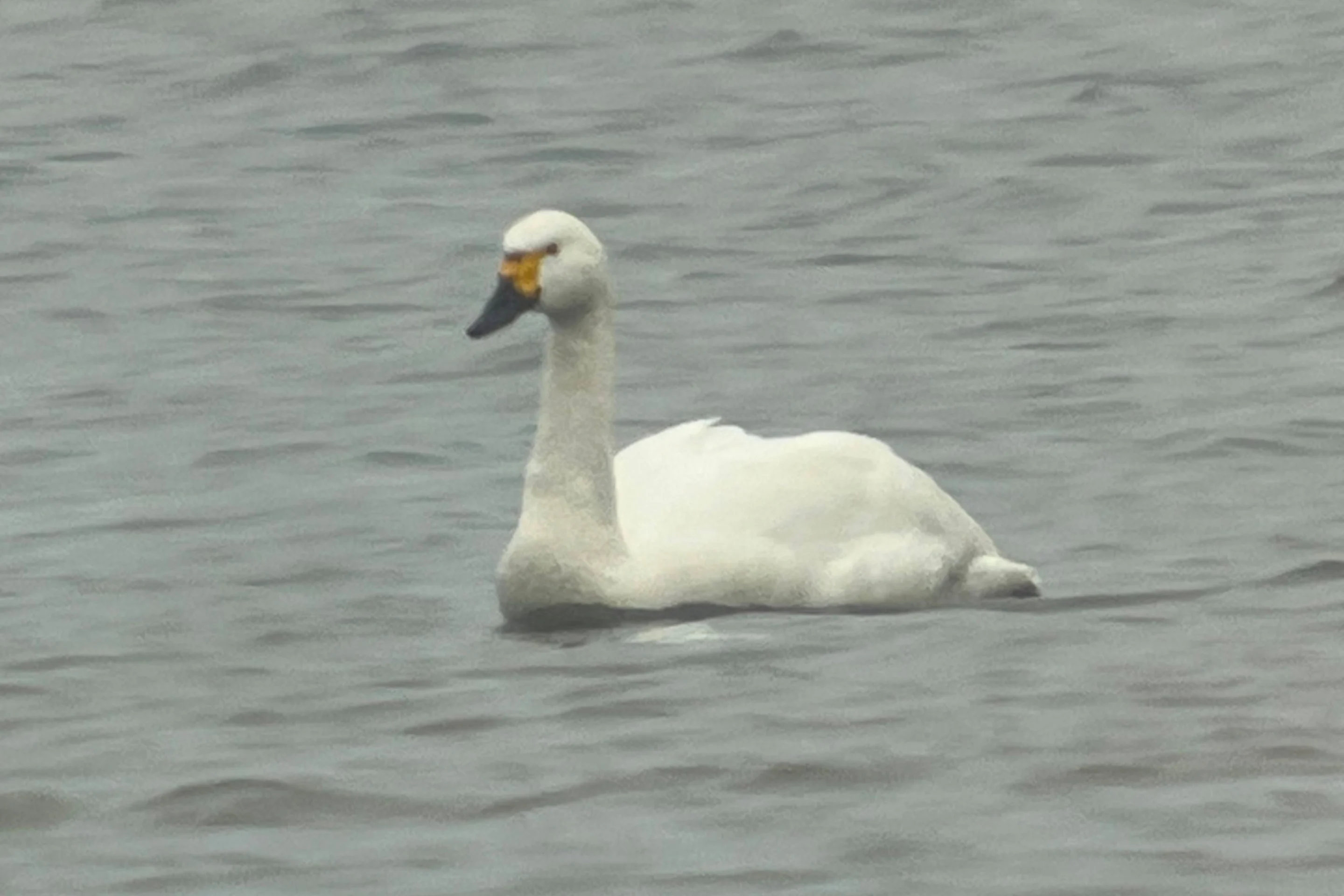 Ein Zwergschwan auf Abwegen in Österreich.