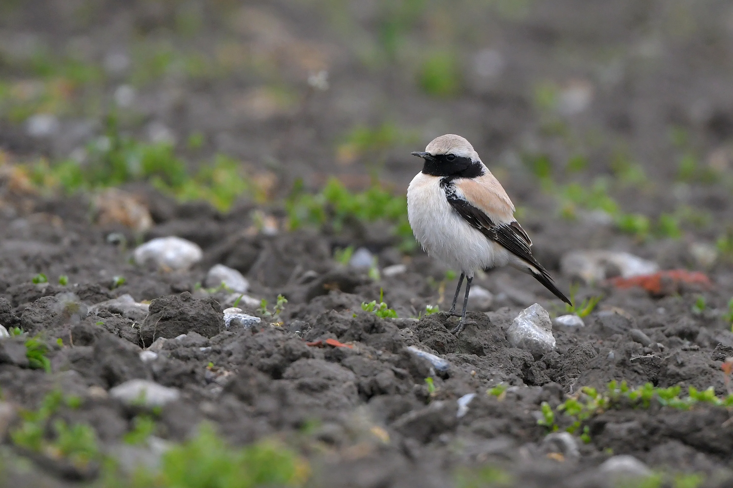 Ein Wüstensteinschmätzer ist in Tirol aufgetaucht.