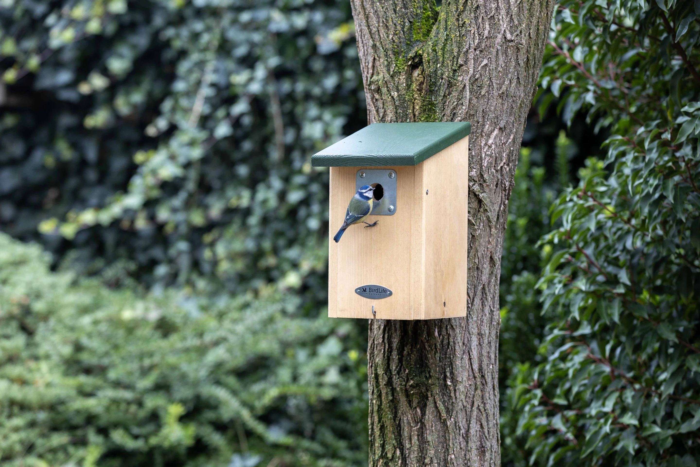 Ein Nistkasten mit einer Blaumeise.