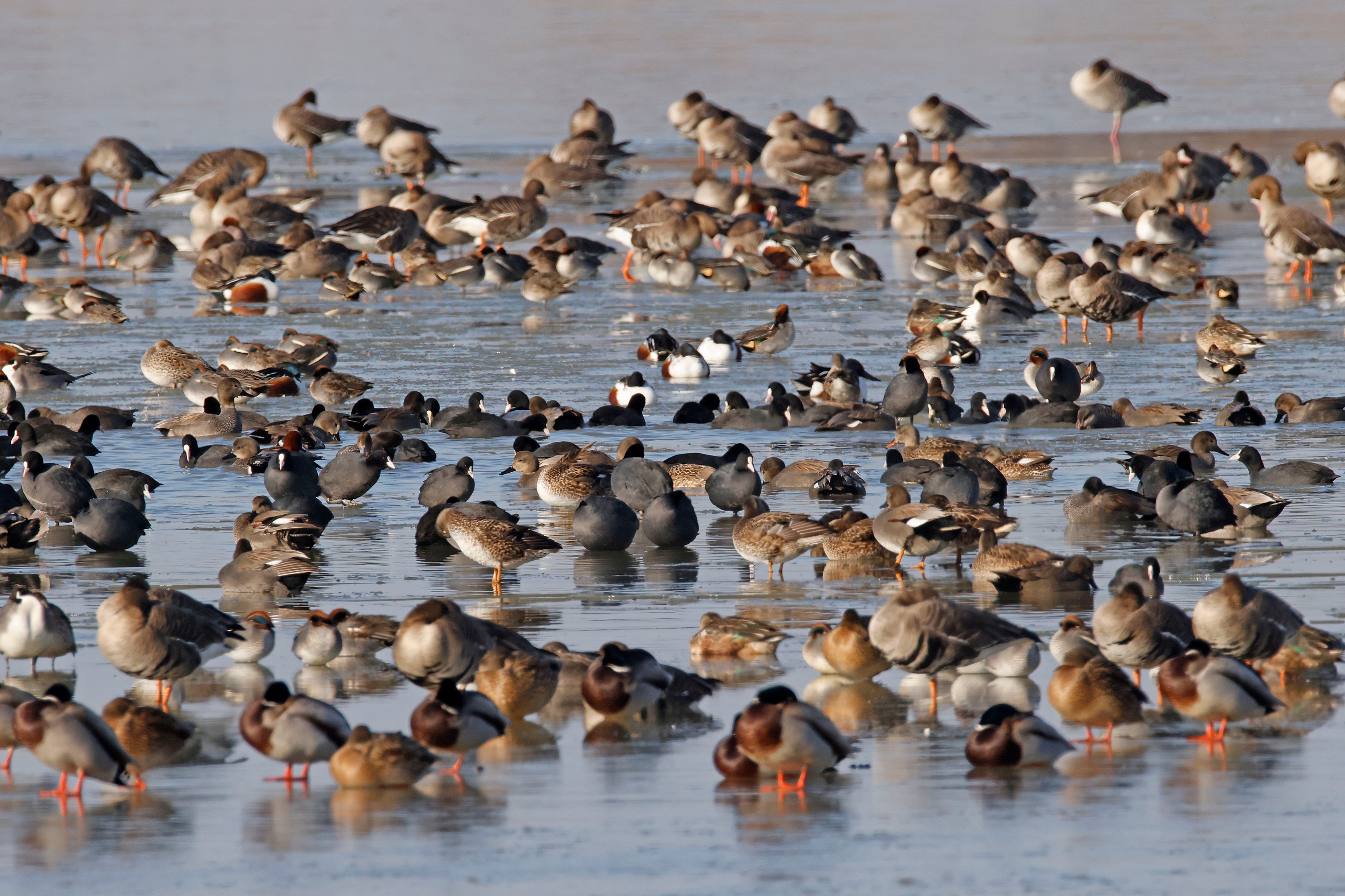 Ansammlung mehrerer Wasservögel (Krickente, Spießente, Tafelente, Schnatterente, Stockente, Blässgans und Blässhuhn).