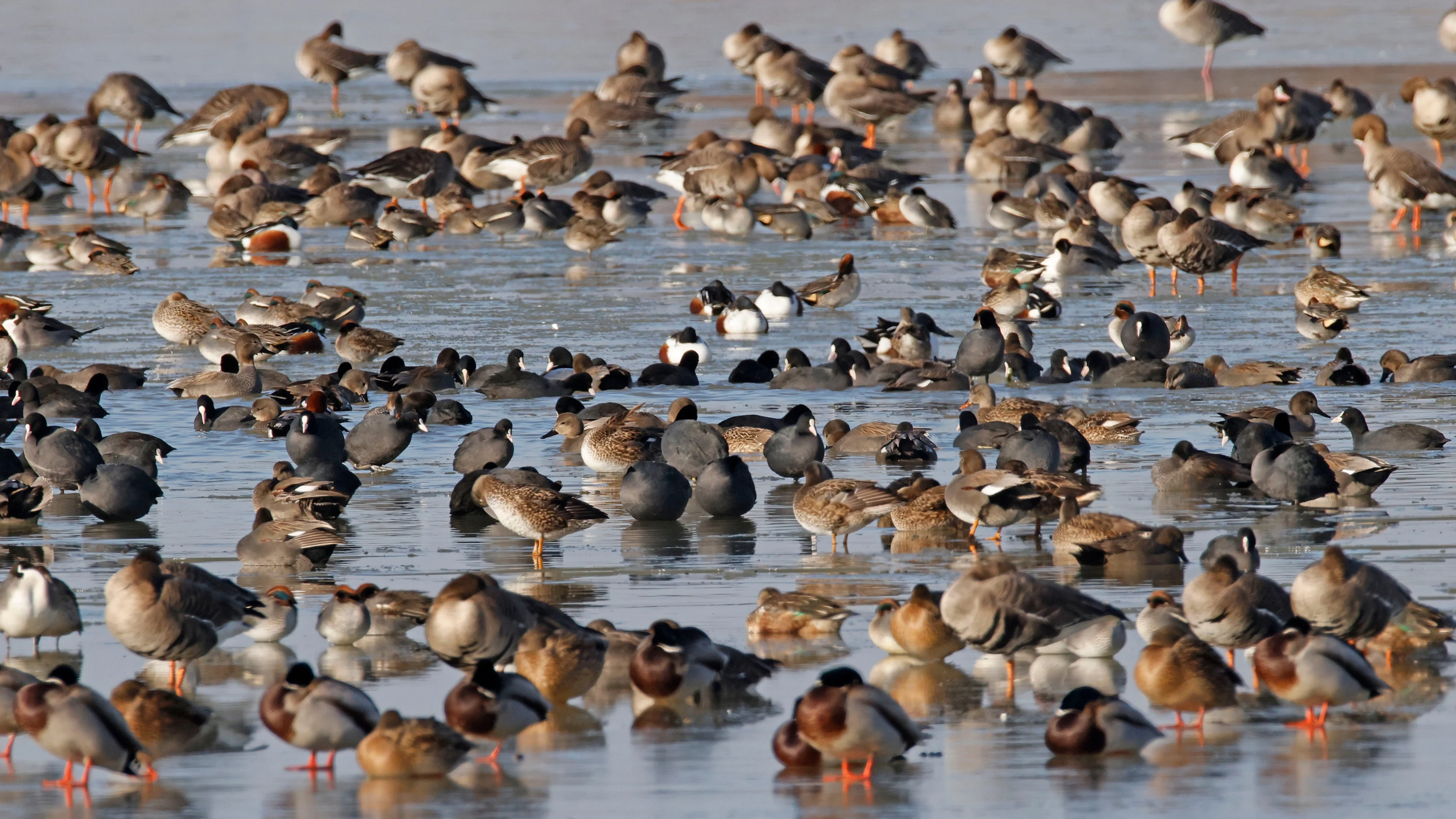 Ansammlung mehrerer Wasservögel (Krickente, Spießente, Tafelente, Schnatterente, Stockente, Blässgans und Blässhuhn).