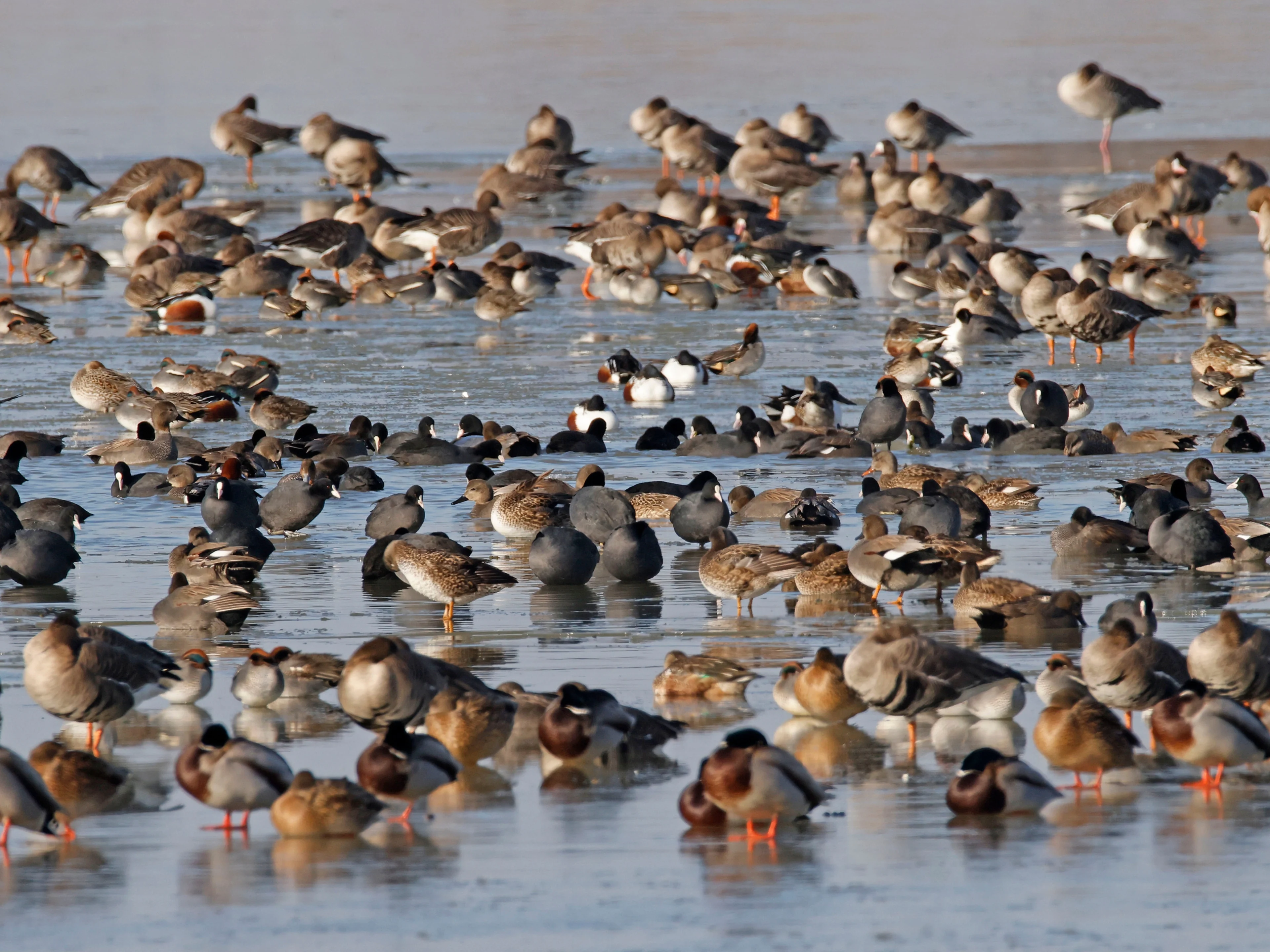 Ansammlung mehrerer Wasservögel (Krickente, Spießente, Tafelente, Schnatterente, Stockente, Blässgans und Blässhuhn).